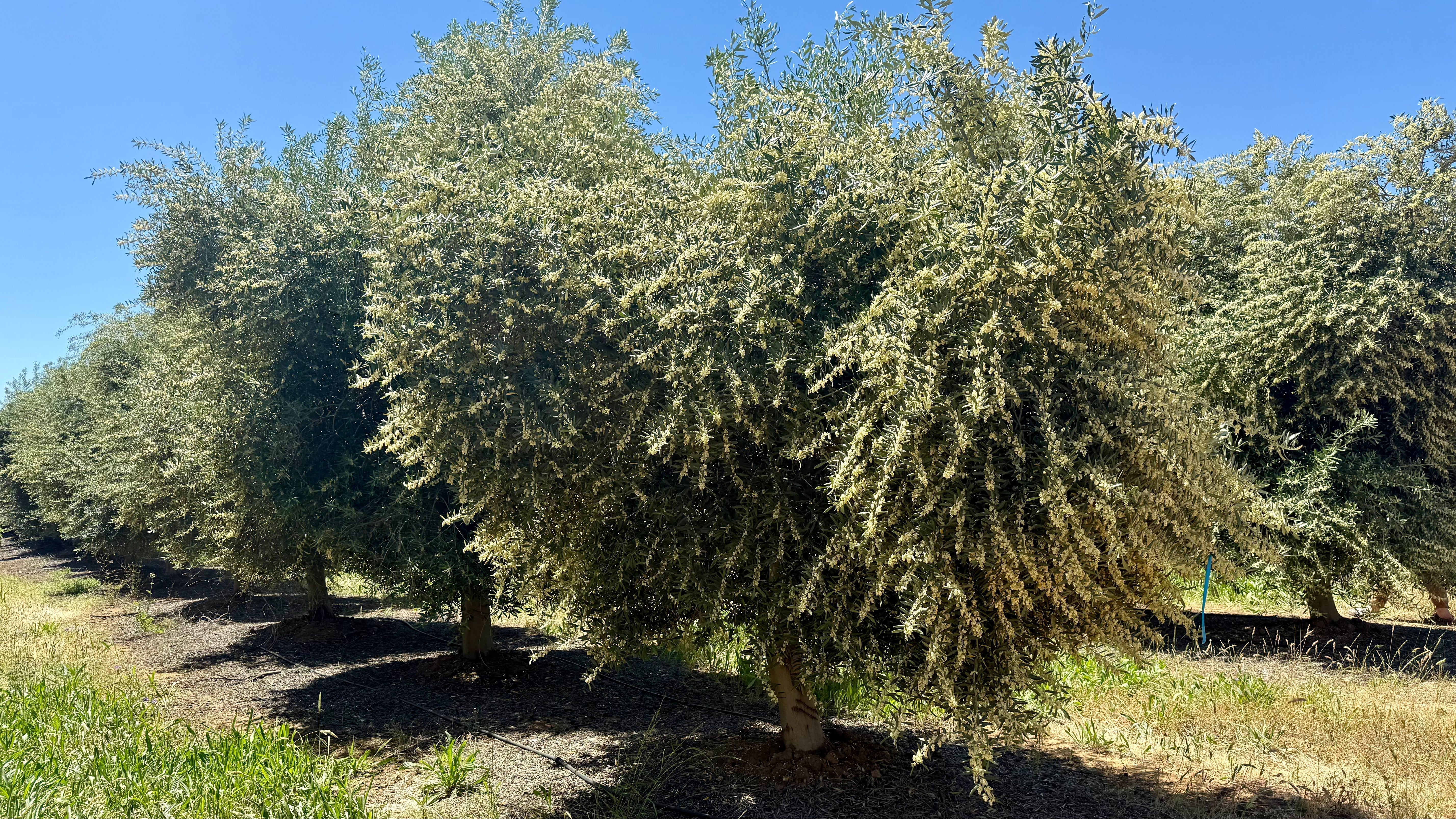 Olive Trees in Bloom, Rawson Road Orchard