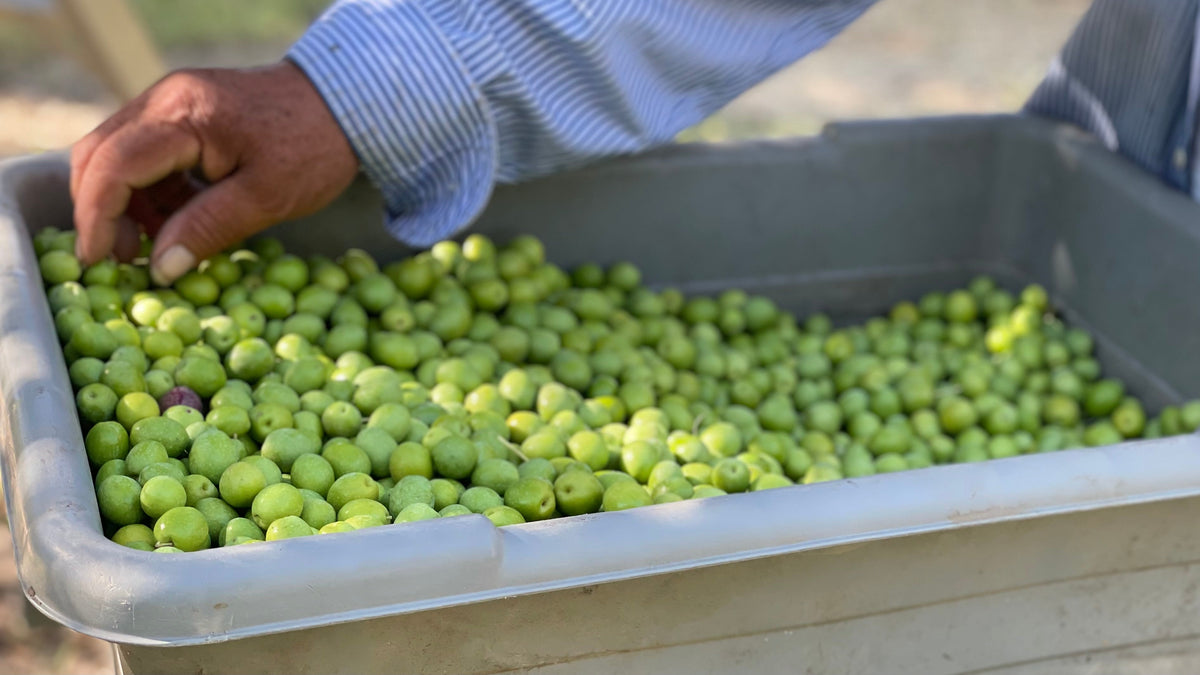 Farm worker levels a box of olives in an orchard