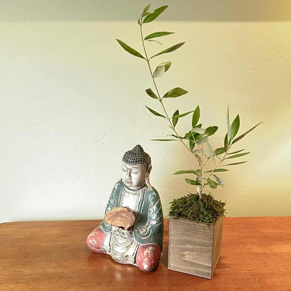 An 18" olive tree sapling is shown next to a sitting buddha statue.