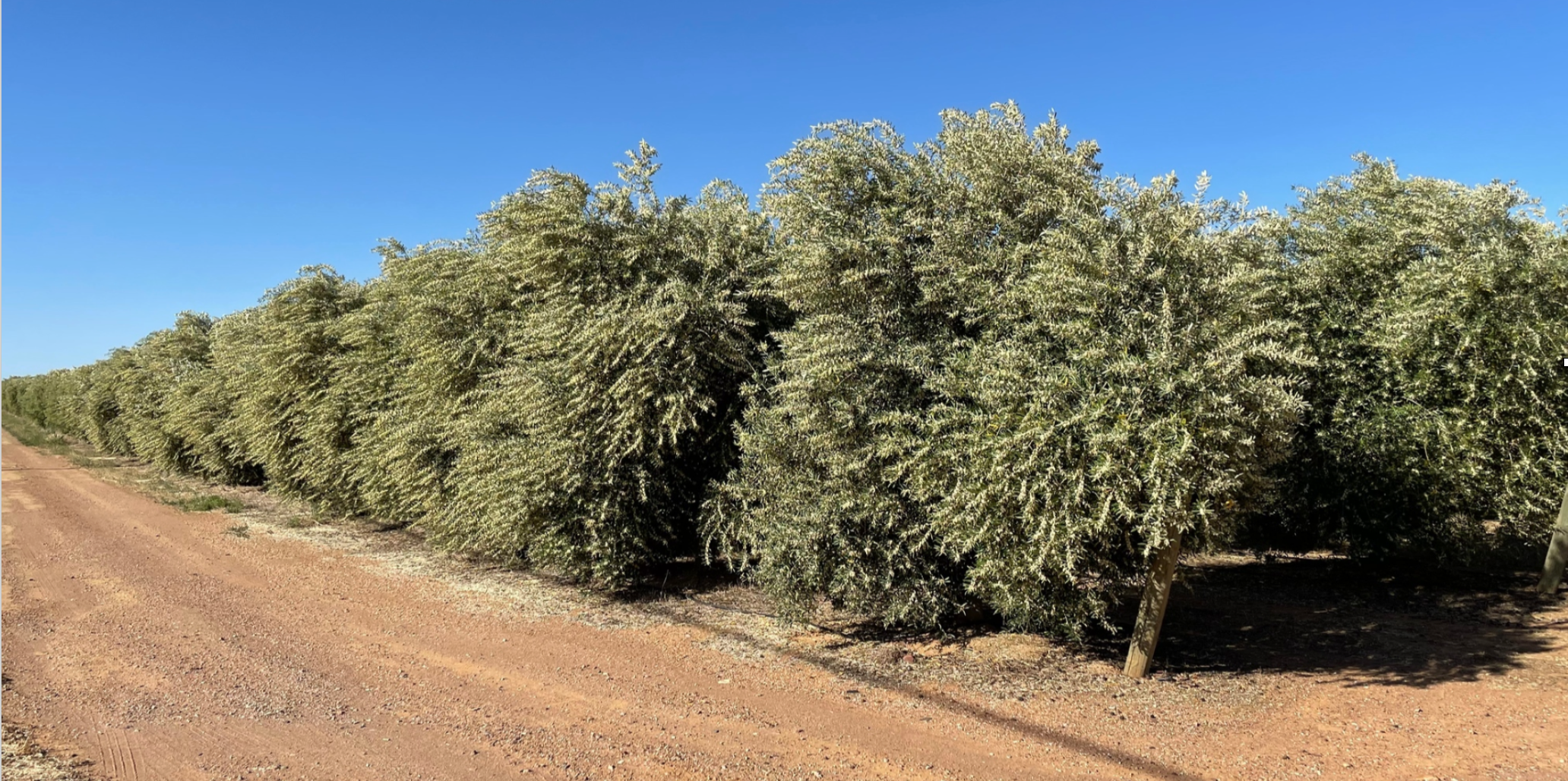 The Southeast corning of the Williams 160 Orchard May 2021 shows big Ascolano olive trees with full canopies heavily laden with blooms.