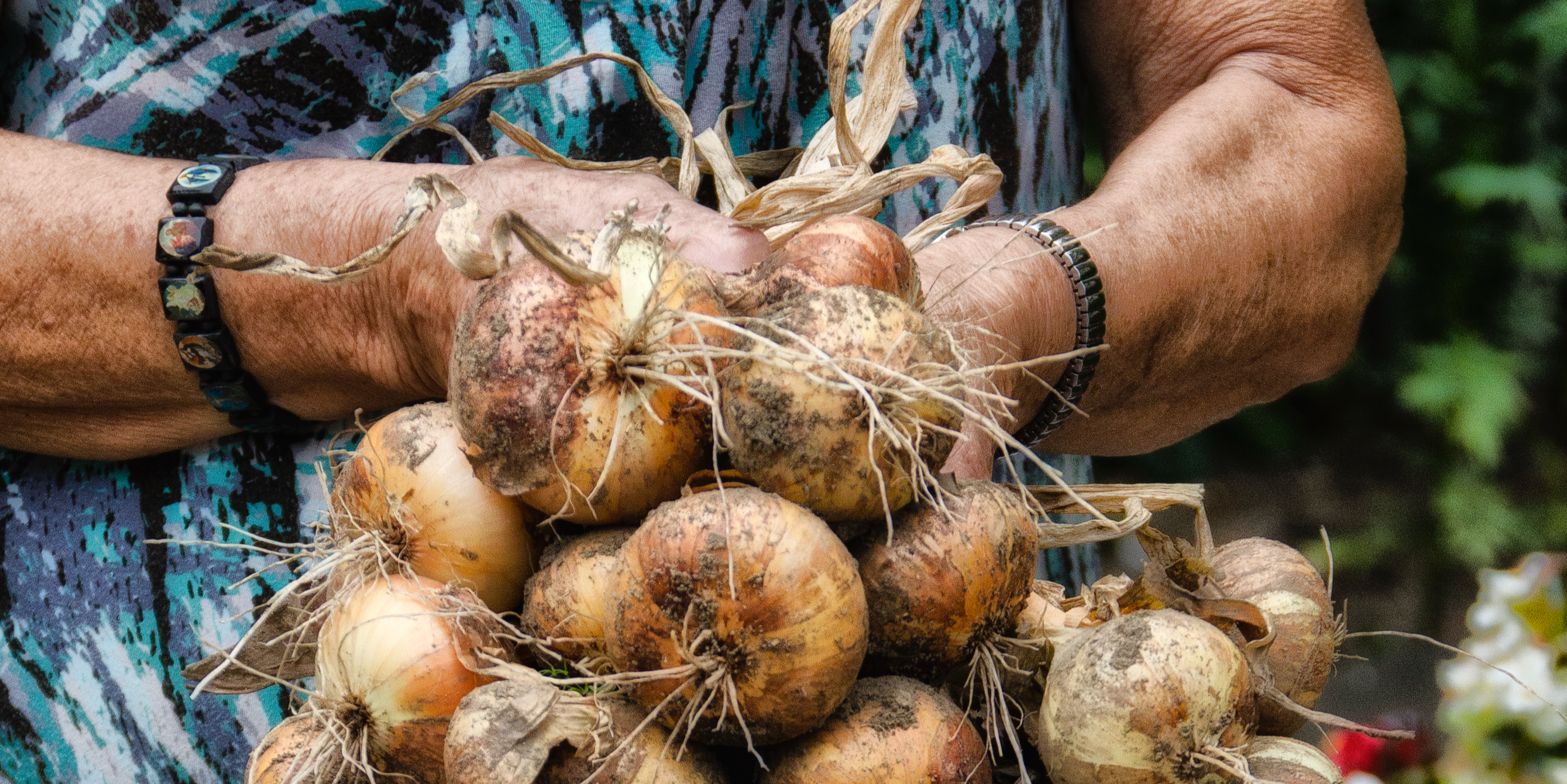 Italian American onion gardener shows her harvest