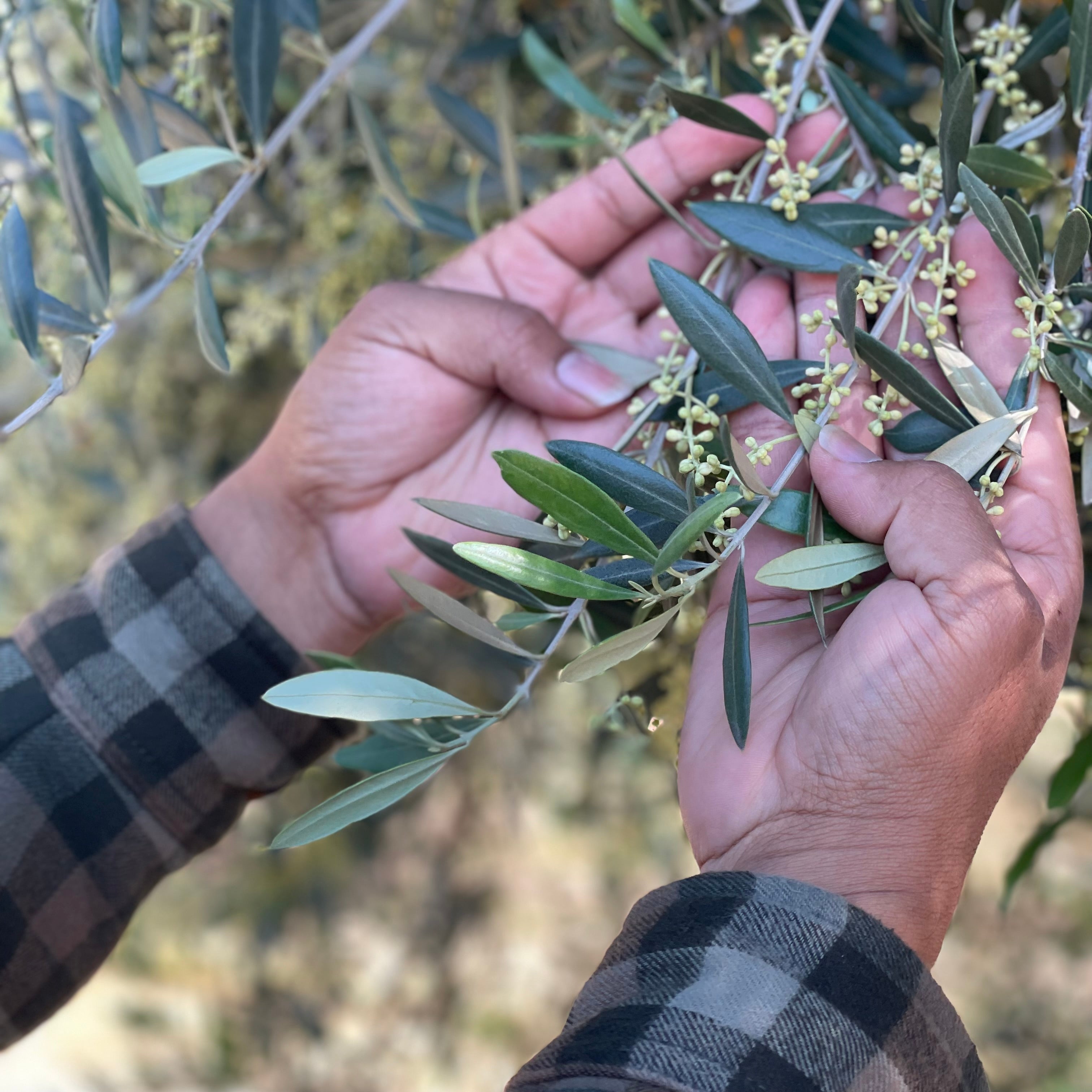 One of our farmers friends, Artemio, inspects Manzanillo buds in Corning