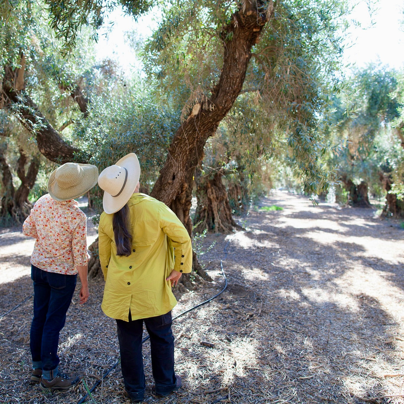 Liz and Patty inspect a heavily pruned century old Sevillano tree in the Love Orchard, Corning