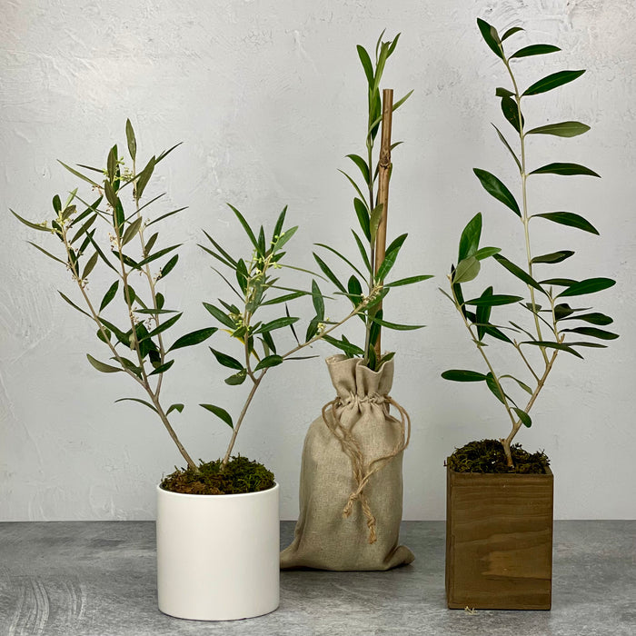 Three olive tree saplings are shown on a plain background. One is in a round ceramic cachepot, in the center is one in a burlap sack, and the third is in a wooden cachepot.