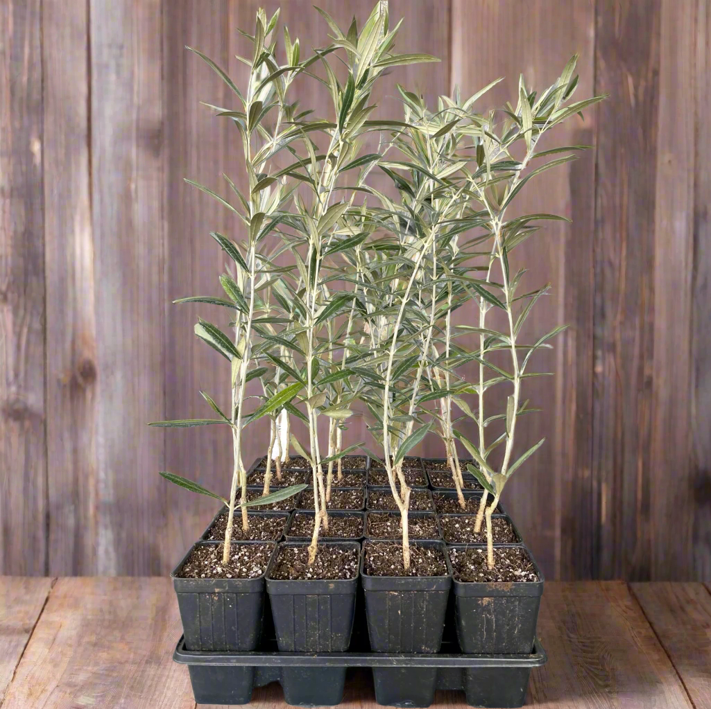 20 trees in nursery pots waiting to be packaged in to four packs.