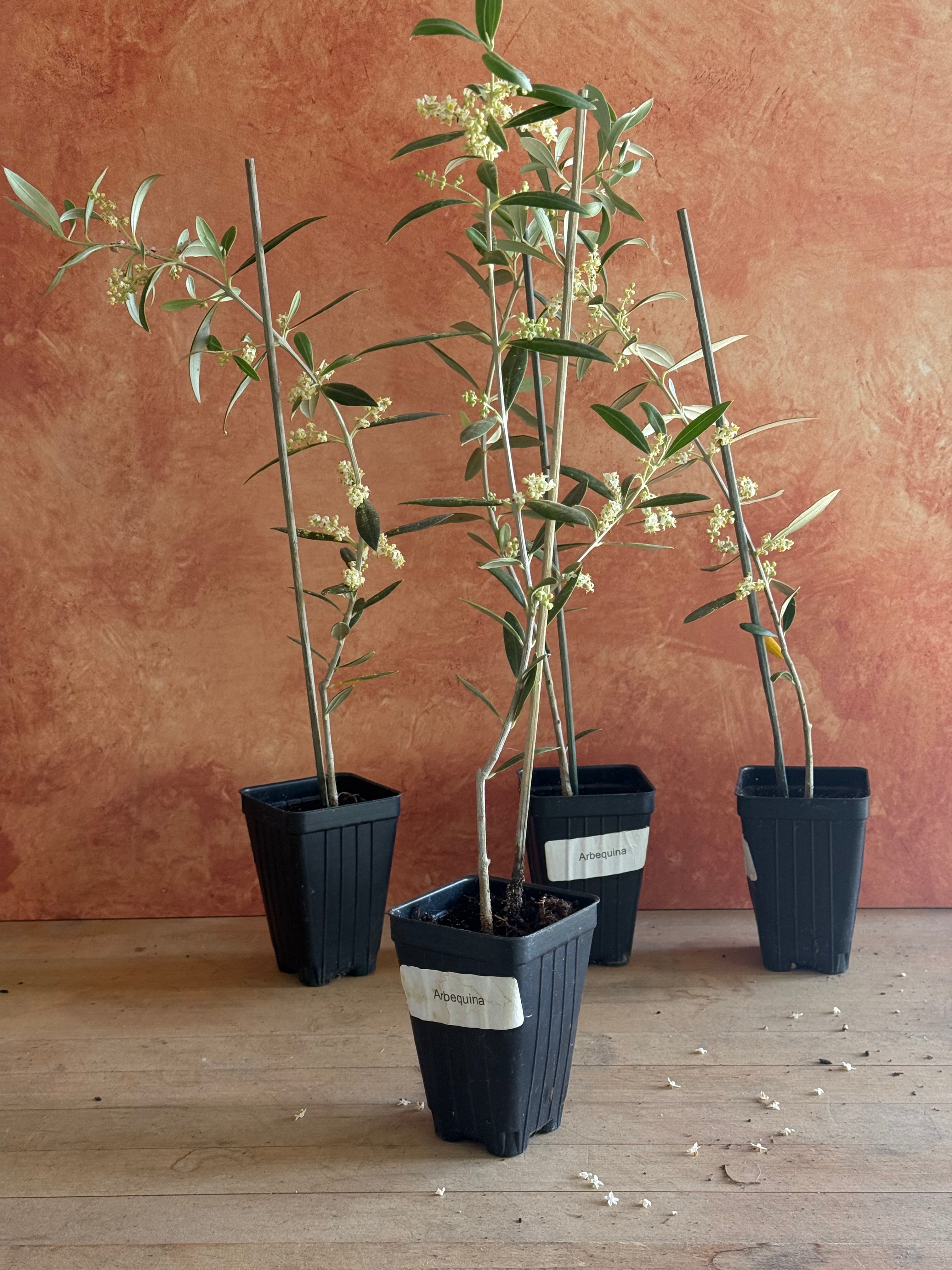 four olive tree saplings bloom in nursery pots ready for planting