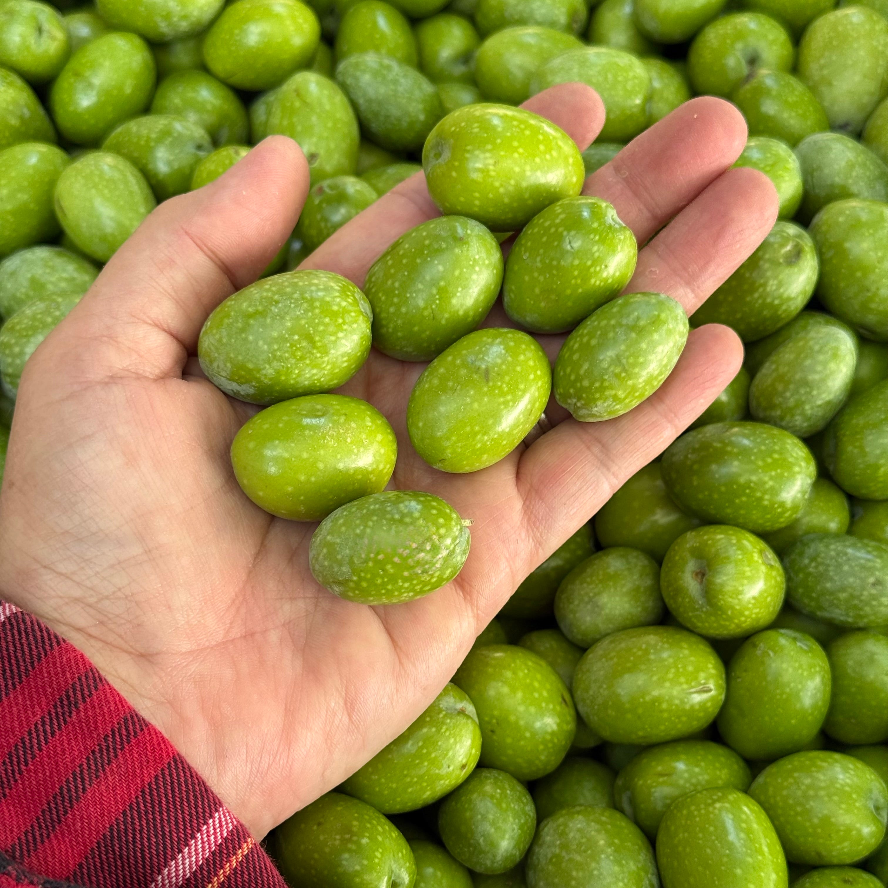 Hand holds 8 undersize Sevillano olives