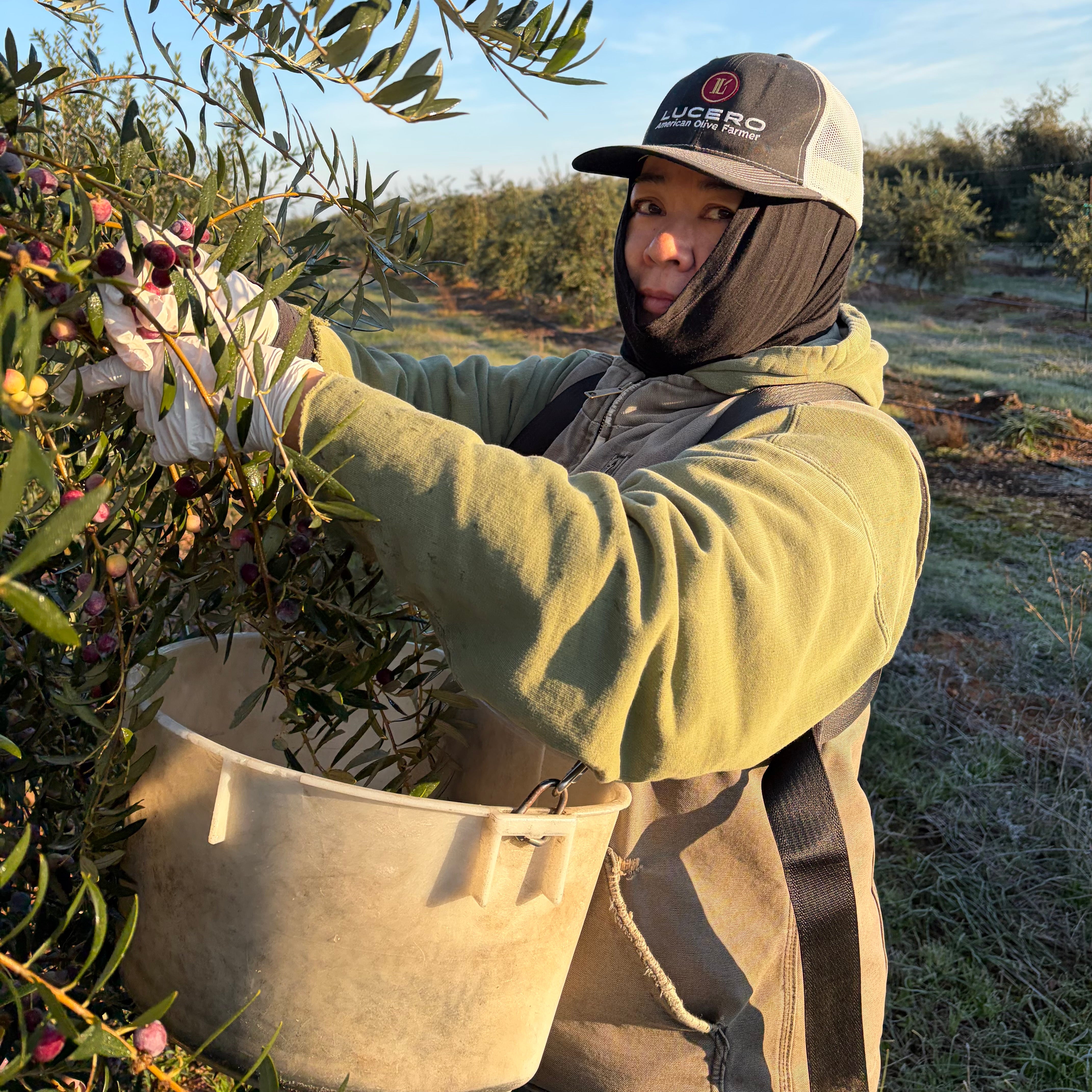 Liz, the owner, is outdoors harvesting olives from a tree, wearing a light olive green fleece hoodie, a black neck gaiter, white gloves, and a trucker hat with the brand 'LUCERO' visible. A large beige plastic bucket is held below the branches.
