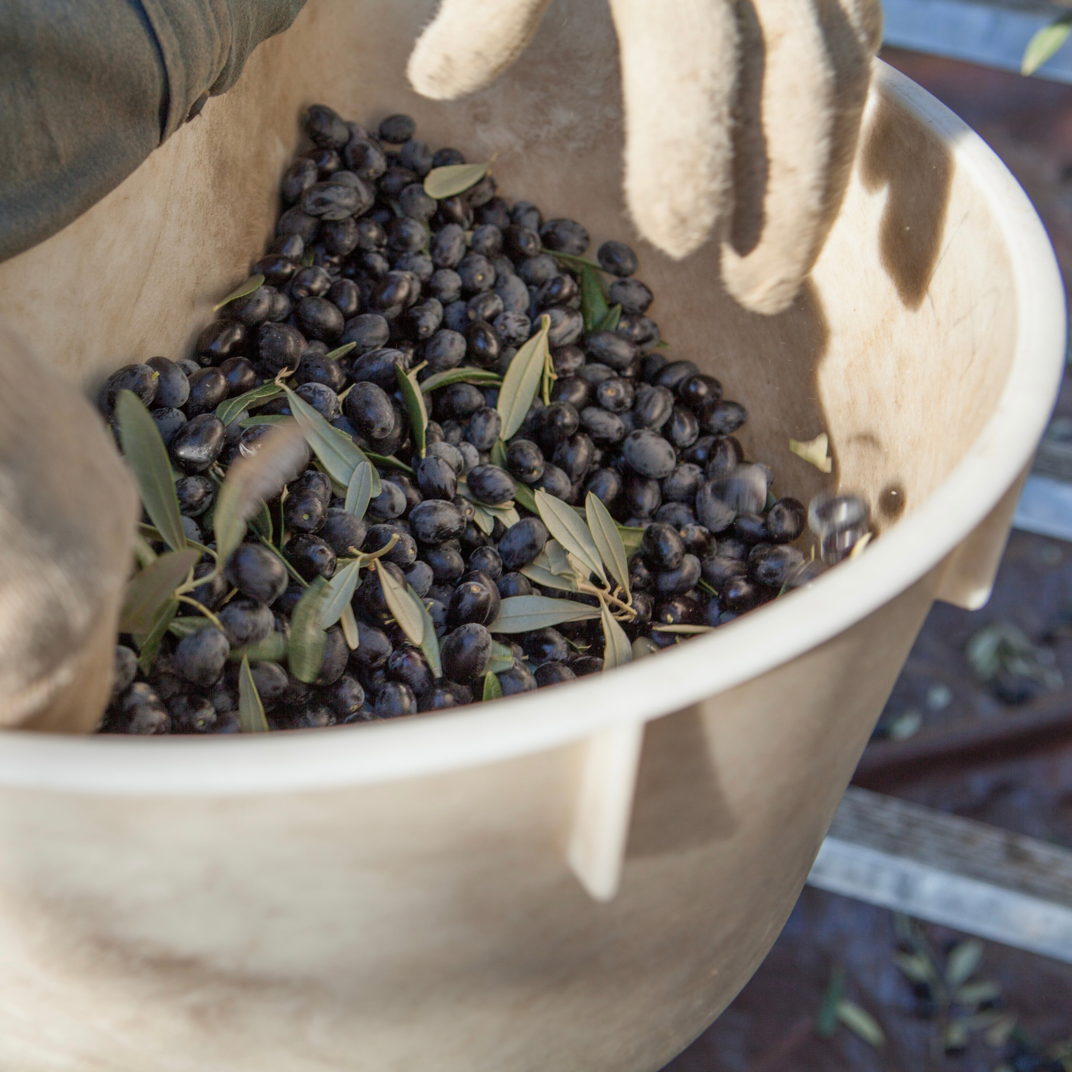 Person holding a bucket of black olives with green leaves