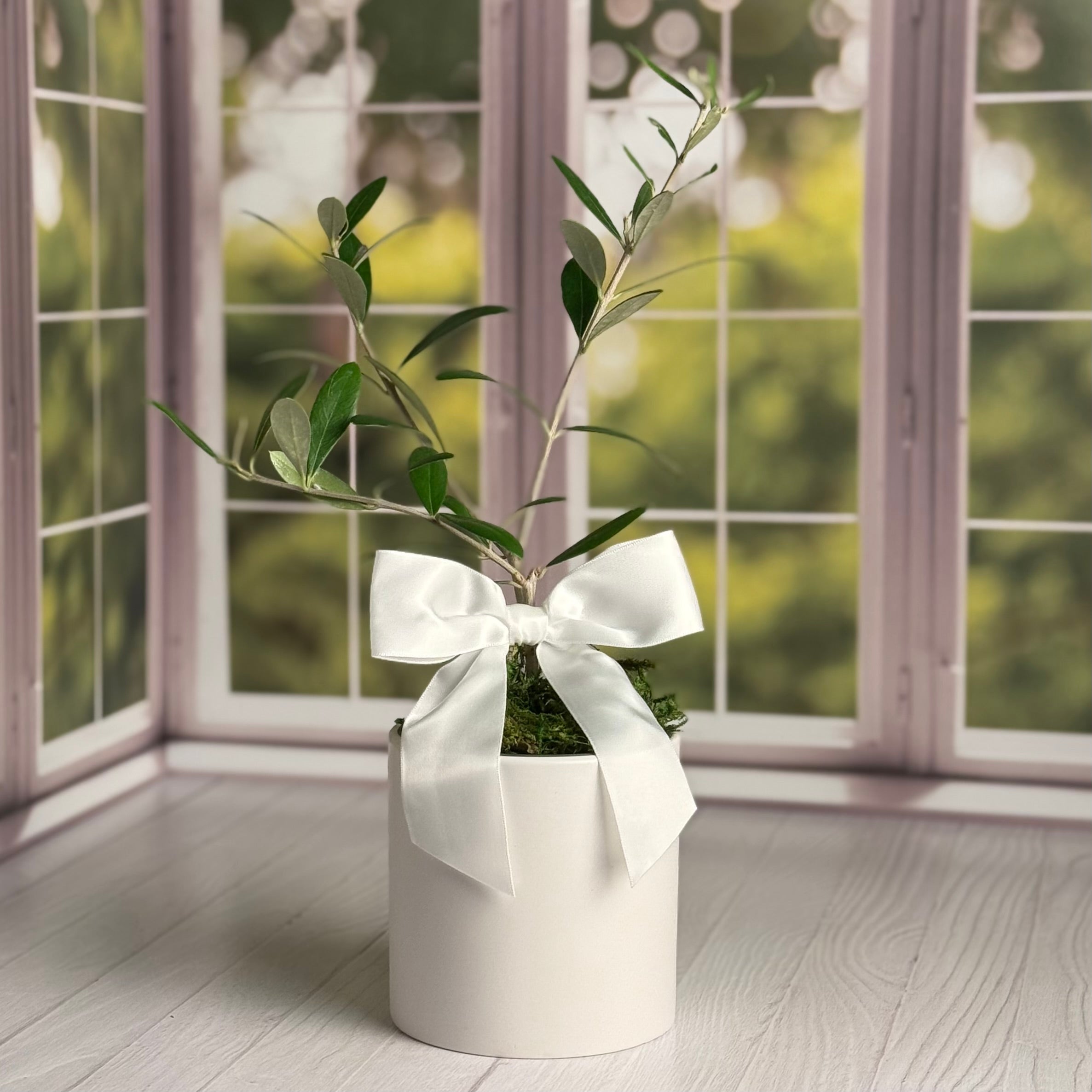 A healthy olive tree sapling in shown in a white cachepot with white satin bow sitting in a sunny corner overlooking a garden. Although the gift tag does not appear in this image, all trees come with personalized gift tags and care cards.