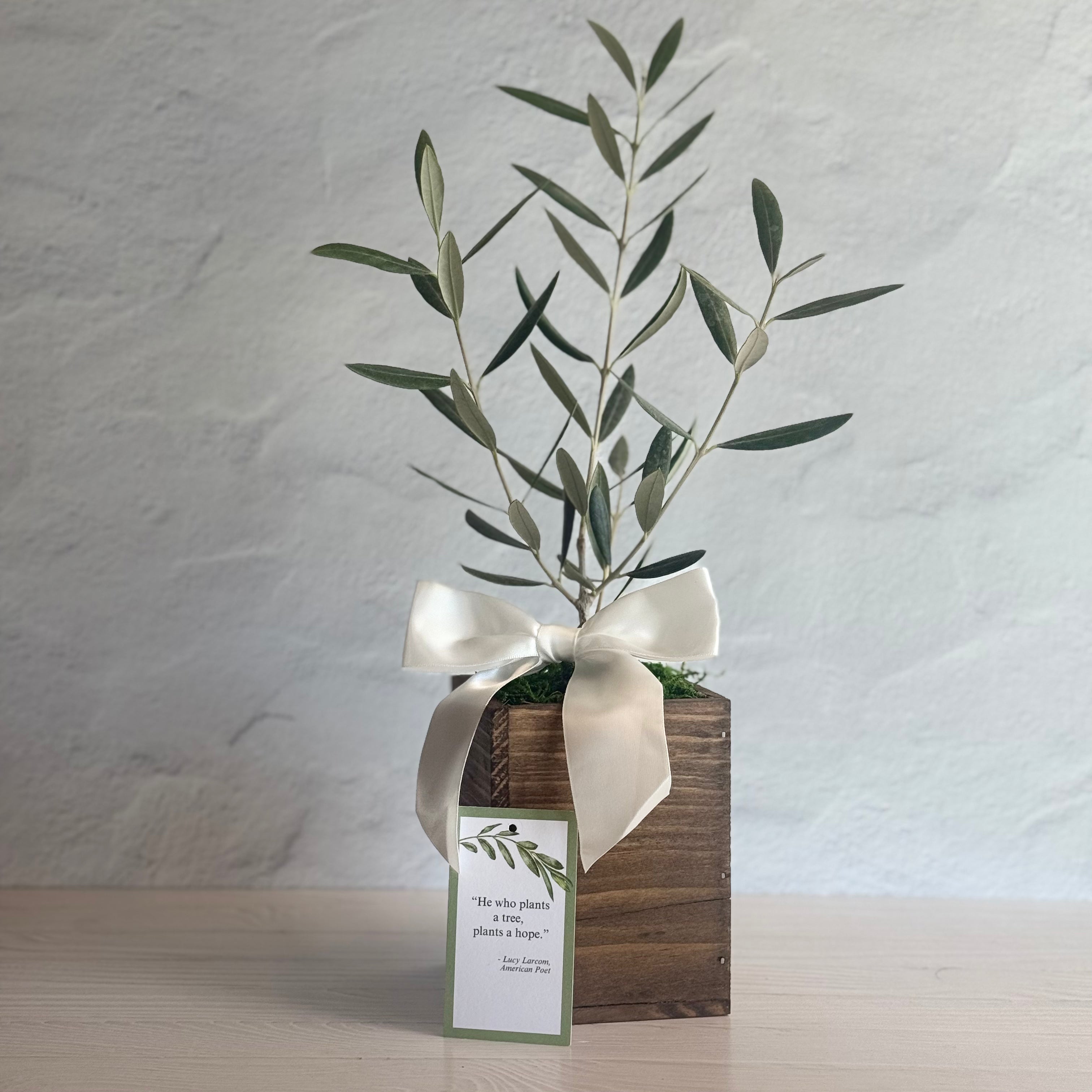 A healthy olive tree sapling is dressed in a white satin bow and placed in a rustic wooden cachepot. The tree is in a sunny room and shows the standard non-personalized greeting choice.