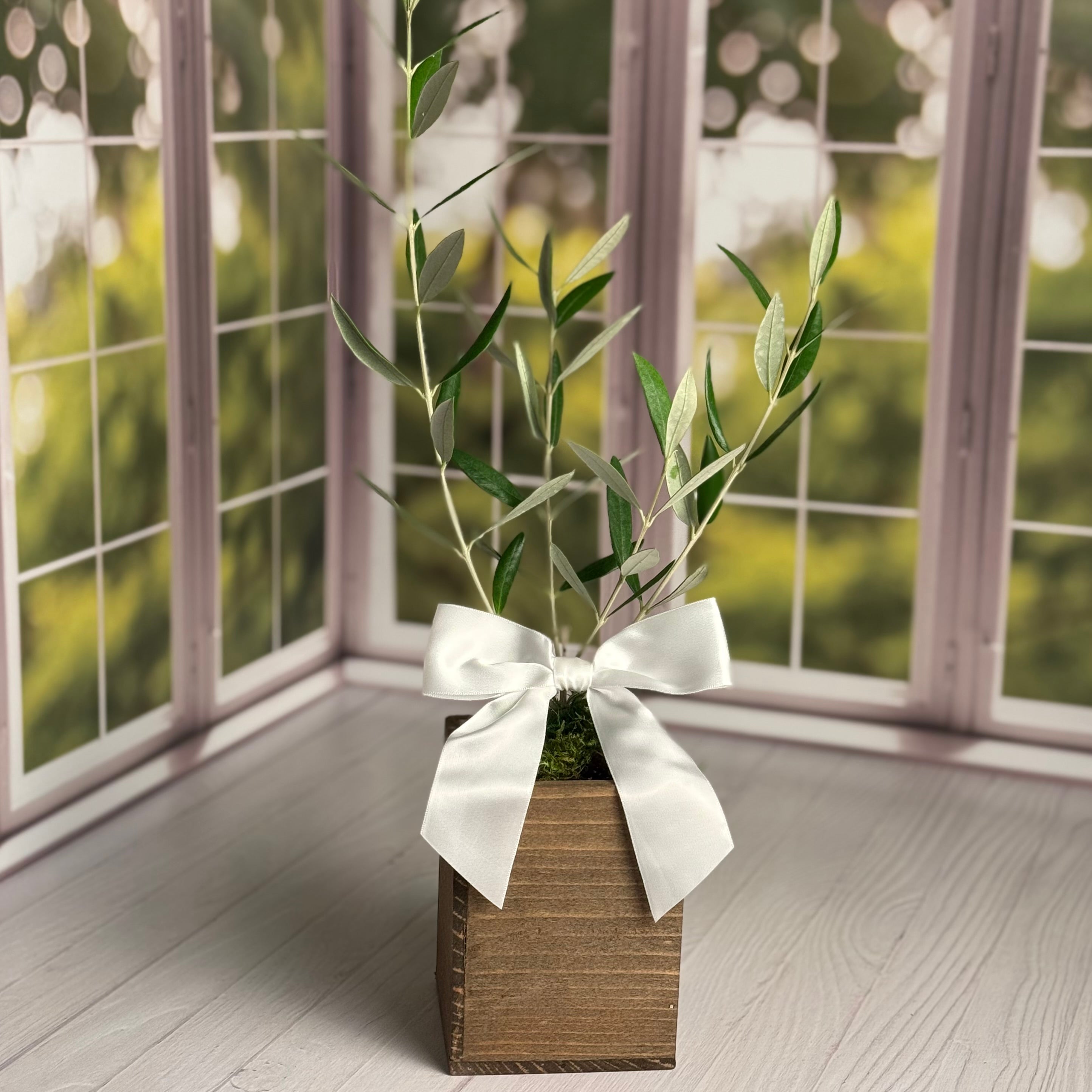 A sunny kitchen window shows an olive tree sapling in a rustic wooden cachepot with a white satin bow.