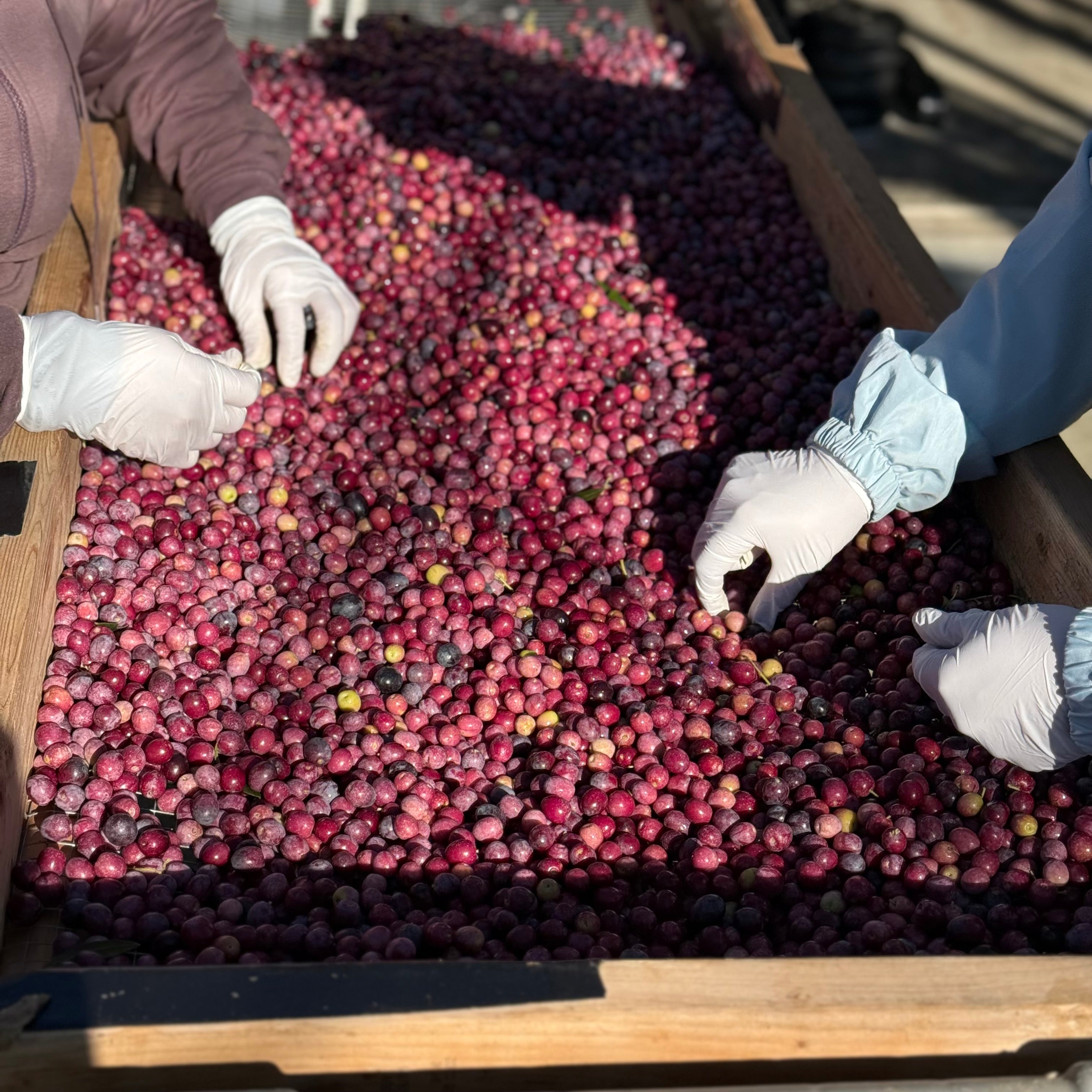 Workers wearing white gloves sort through freshly harvested ripe olives, spread across a wooden tray in bright natural sunlight.