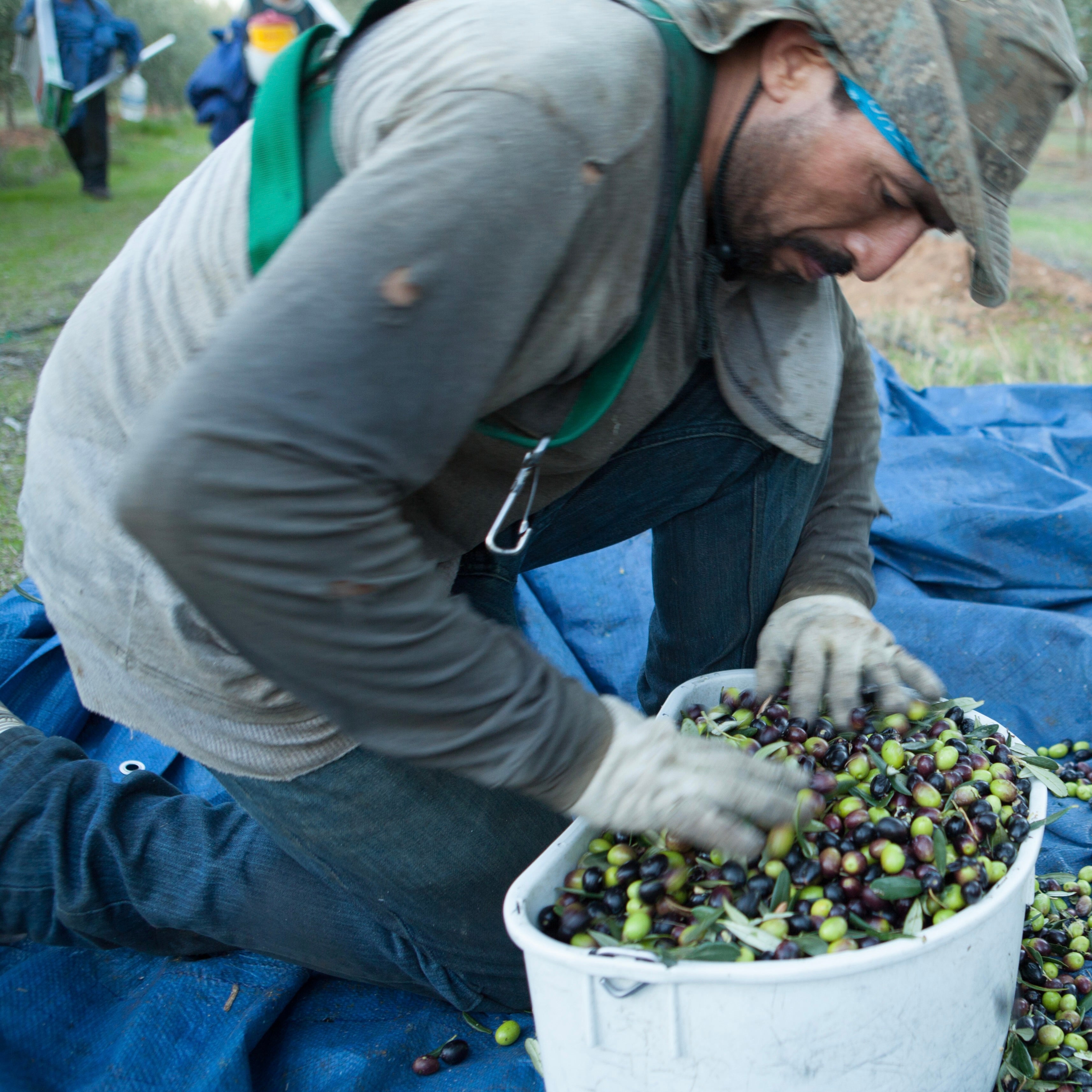 Person sorting olives into a bucket on a blue tarp outdoors