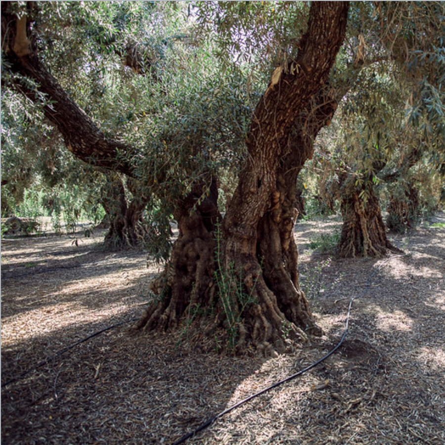 Gnarled trunks of centenarian Sevillano olive trees in a historic Corning, California orchard.