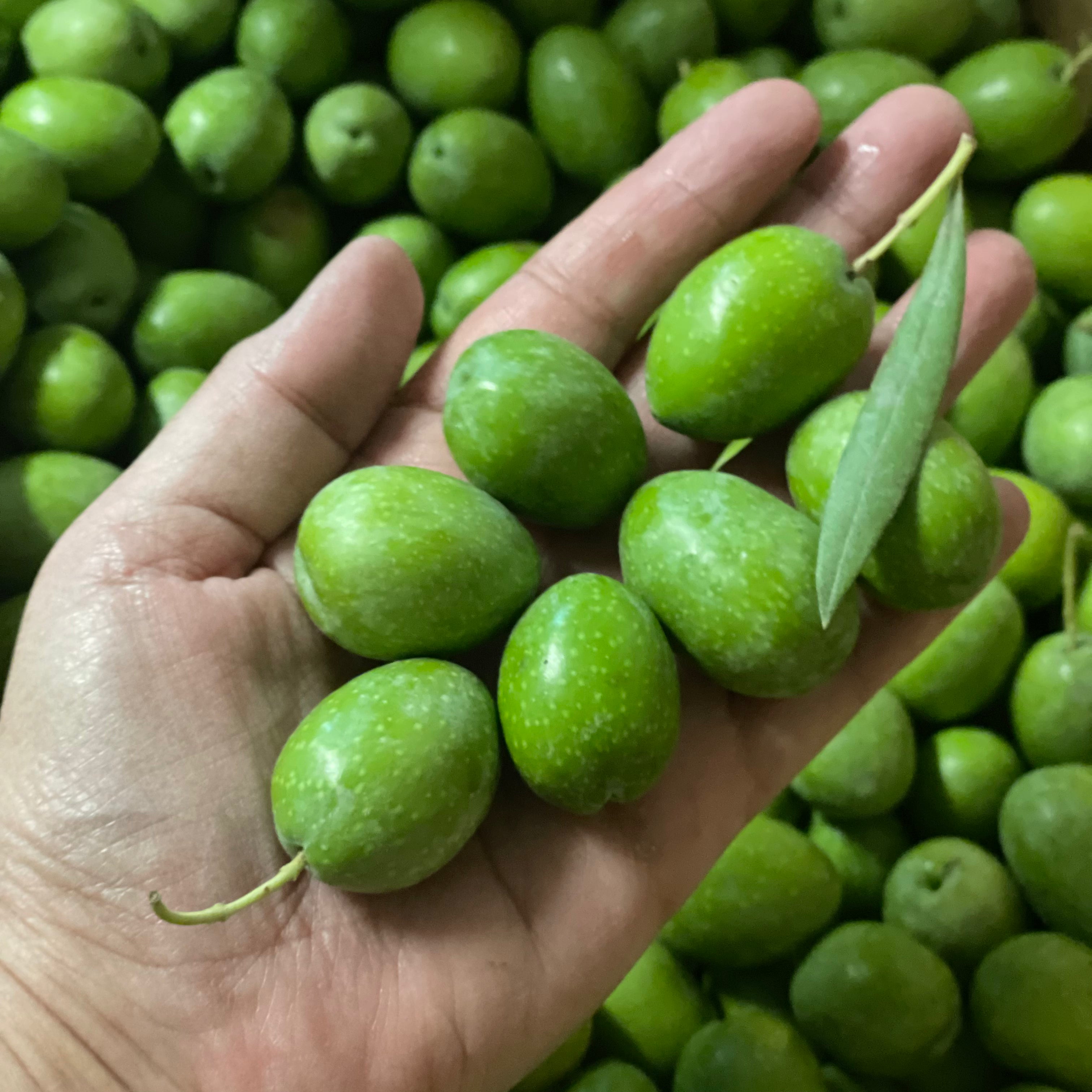 Hand holding seven fresh green Sevillano olives, commonly sold as colossal or Queen olives, above a bin of newly harvested fruit.