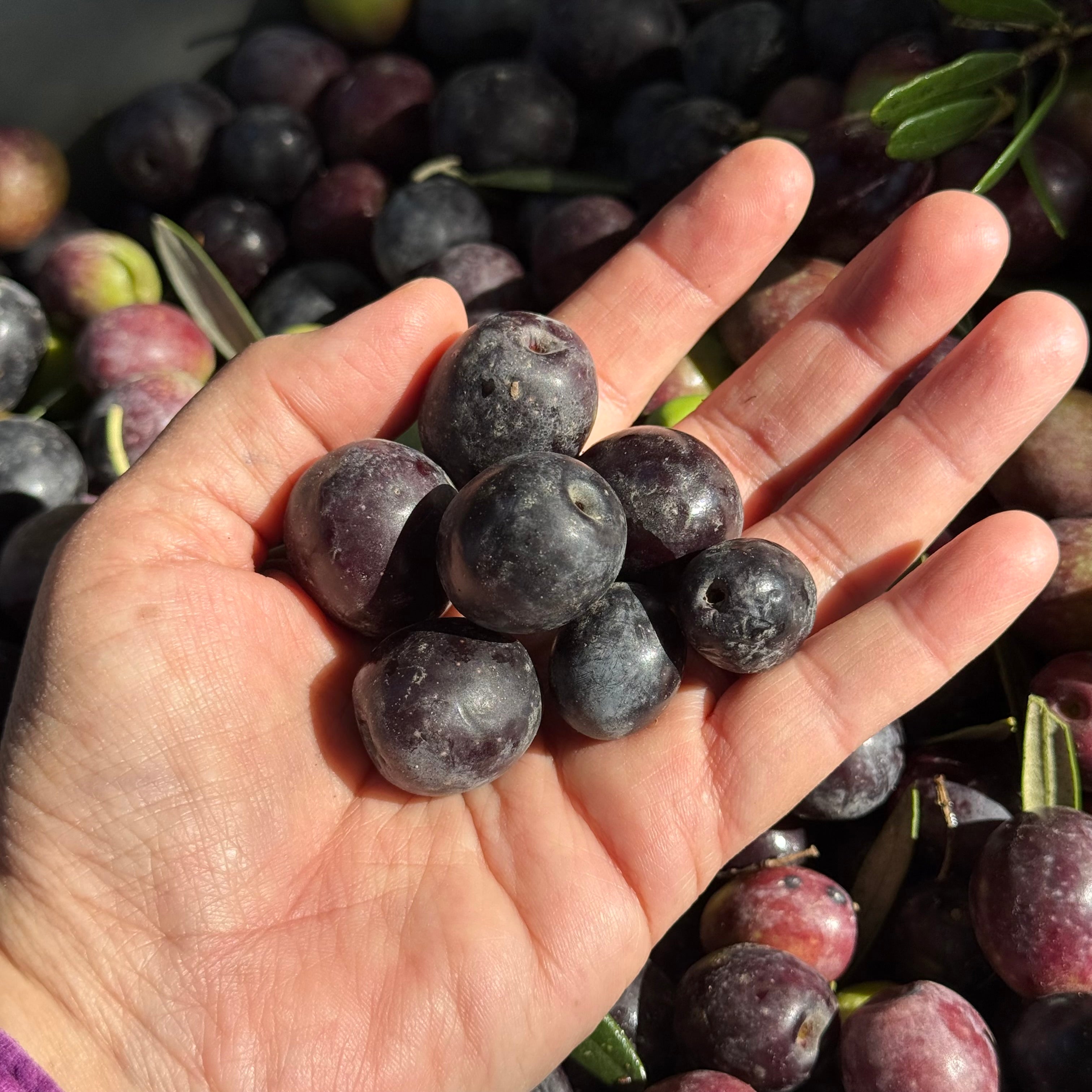 A close-up of a hand holding several dark purple olives, with more olives and a few green leaves visible in the background.