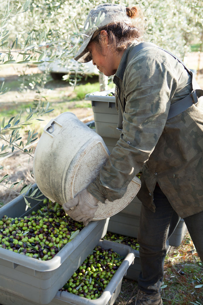Farmworker in hand harvesting olive operation