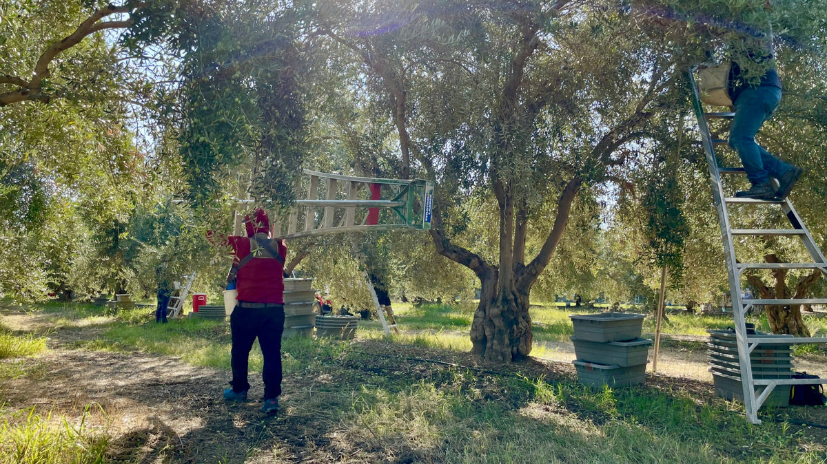 Farm workers carrying and climbing ladders while harvesting Manzanillo olives in Corning California
