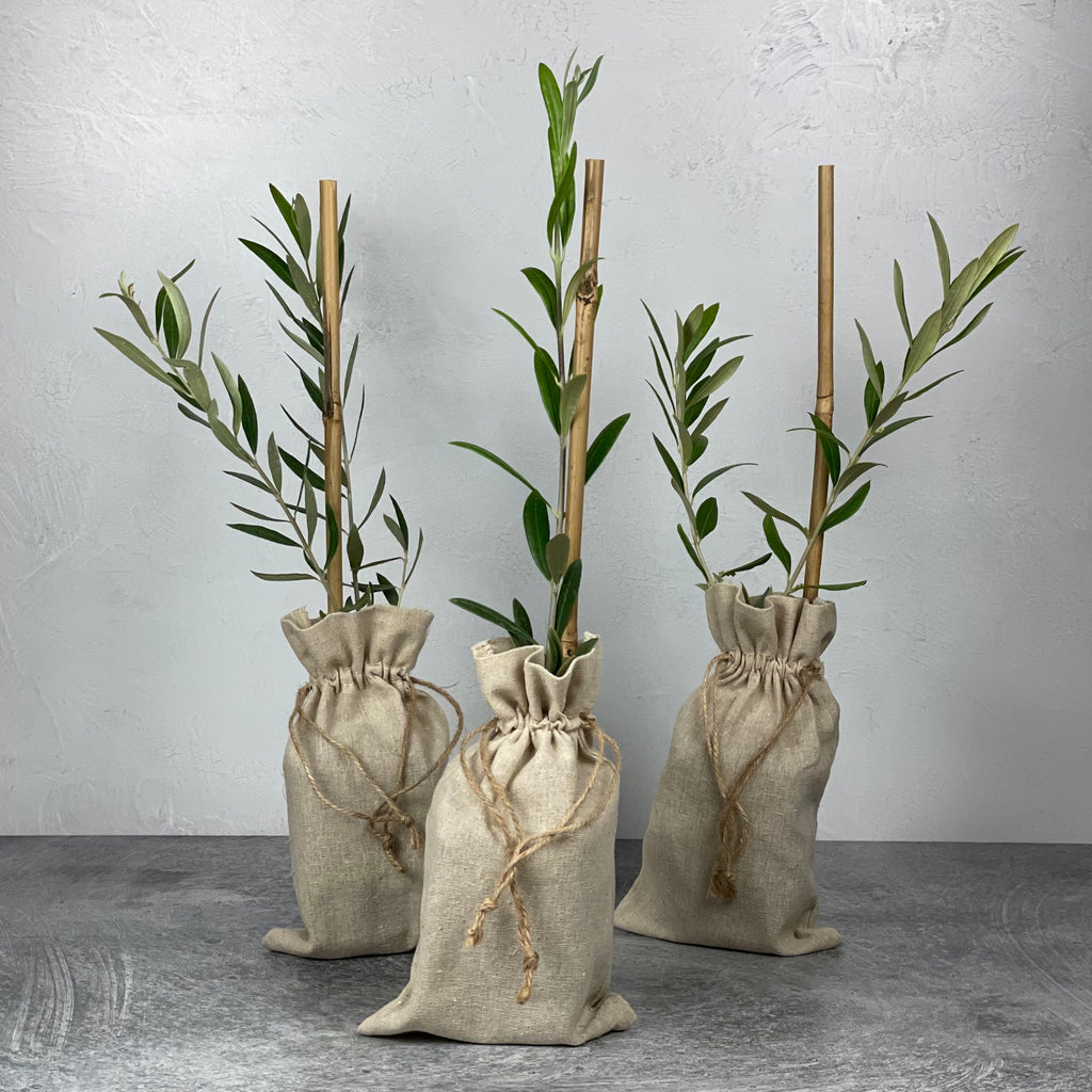 Three 18 month-old olive tree saplings are shown in with their pots covered in simple drawstring burlap bags.