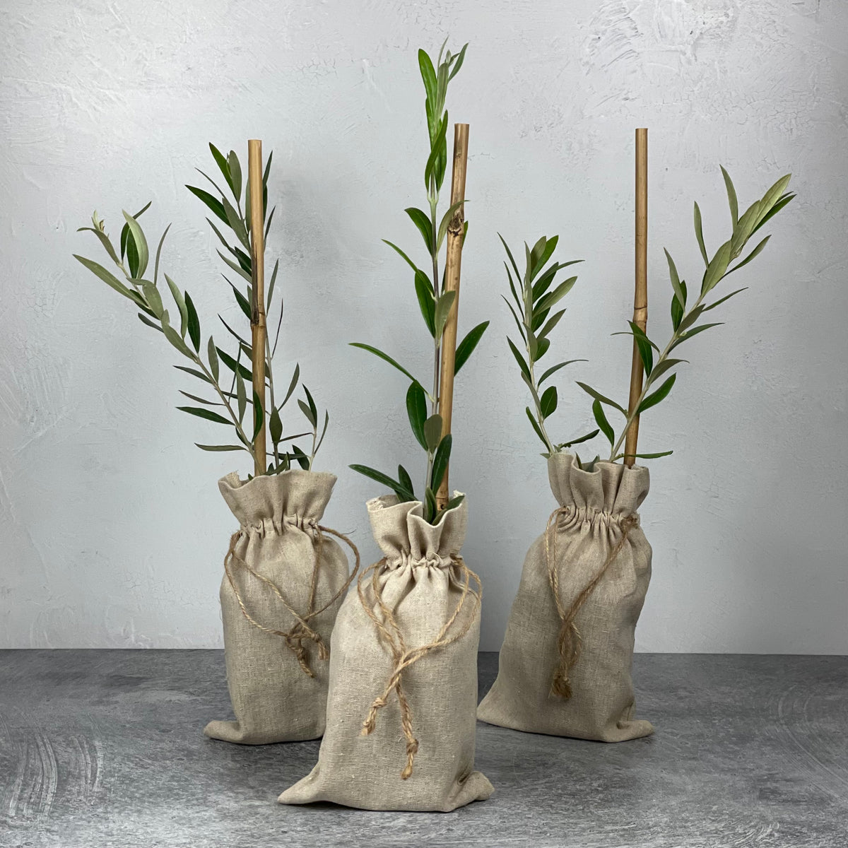 You Can Plant Olive Trees in Both Spring and Fall American Olive Farmer