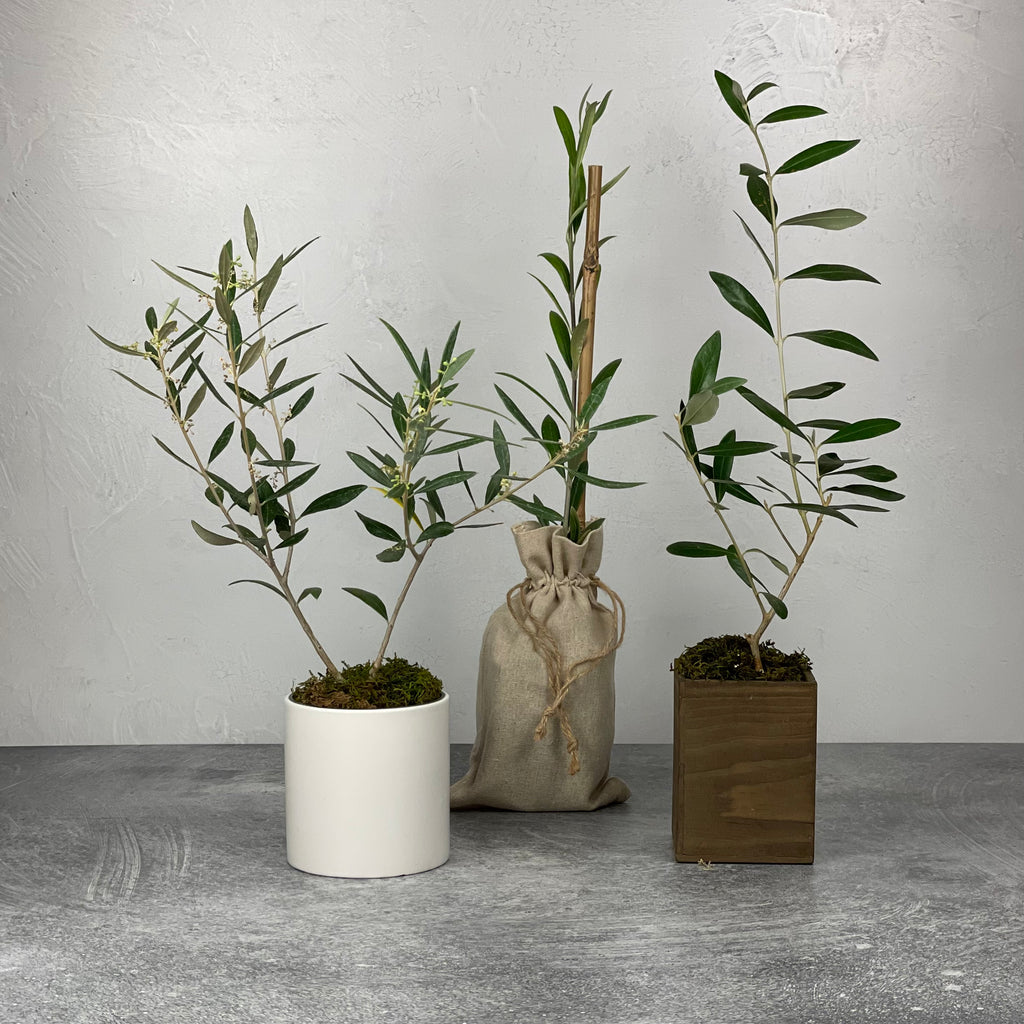 A trio of 18 month old olive tree saplings shown in a ceramic cachepot, a burlap bag, and a straight-sided wooden cachepot