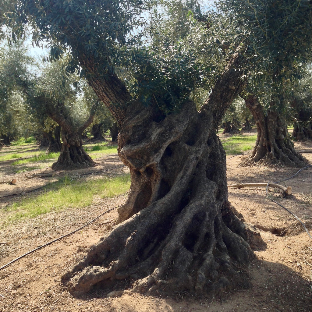 Old table olive tree on SW on Woodson near South Ave, Corning 2014