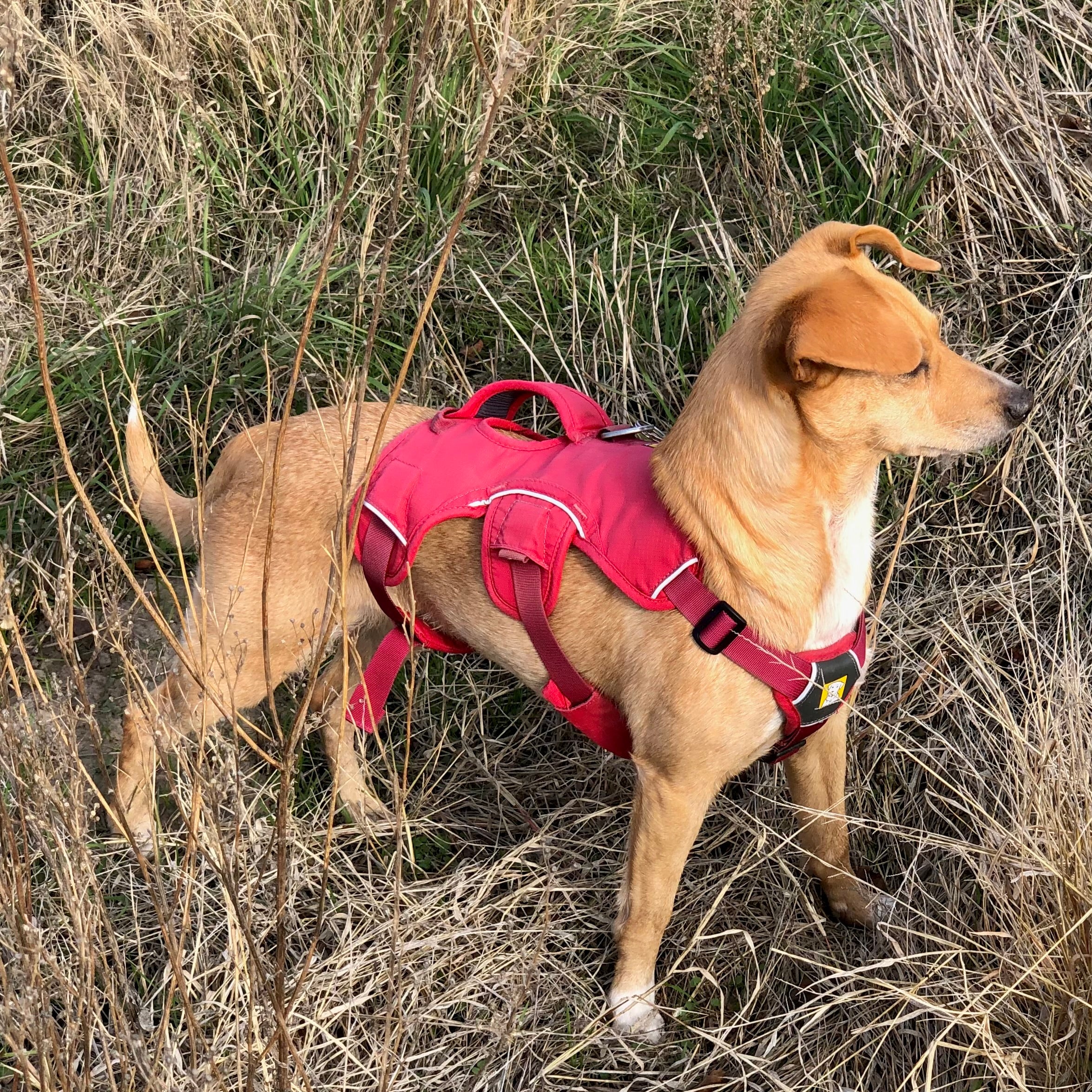 Healthy looking dog stands confidentially in a "power pose" looking off into the distance. 