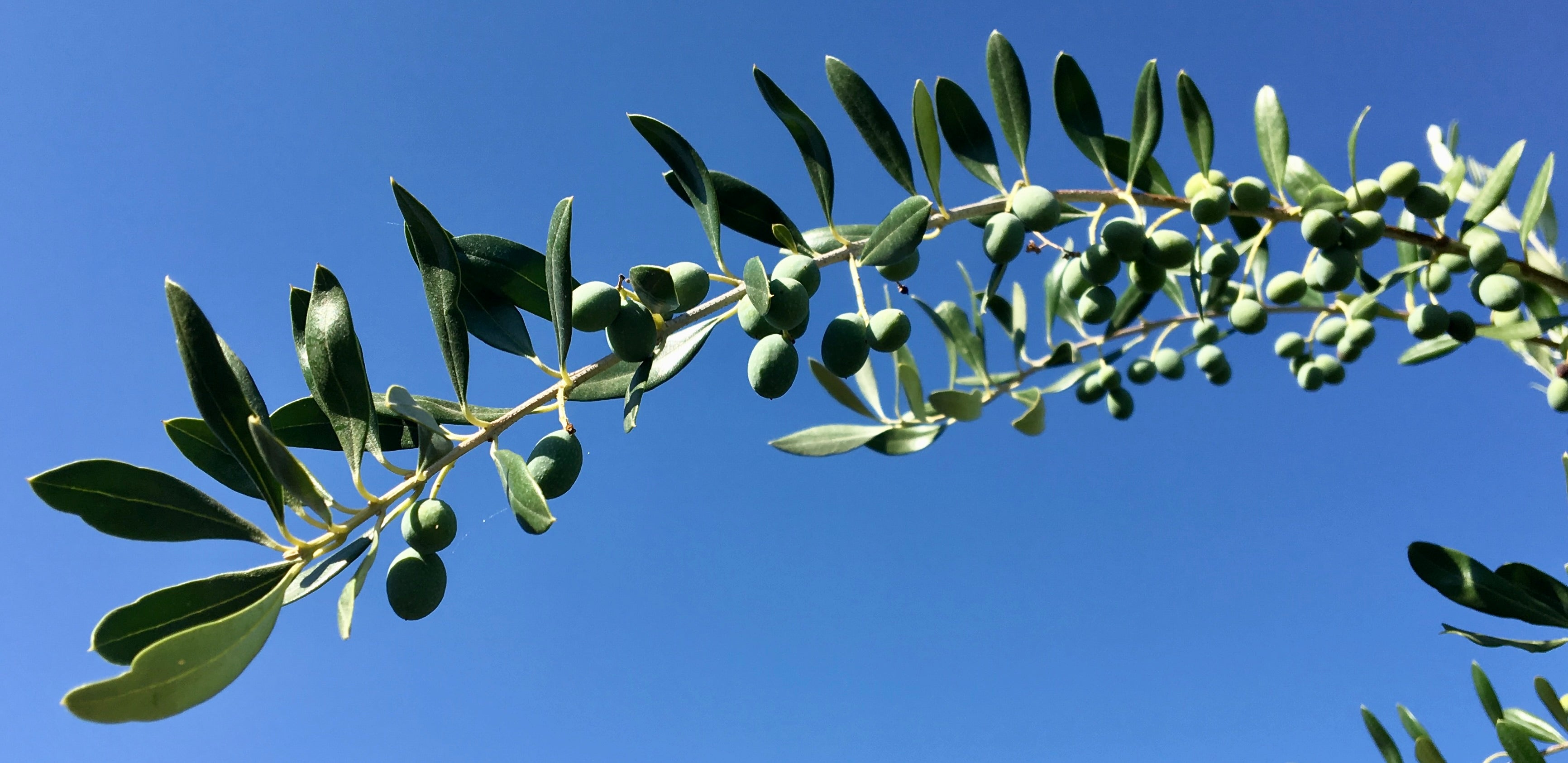 An olive-laden olive branch shown in silhouette against a clear bright sky.