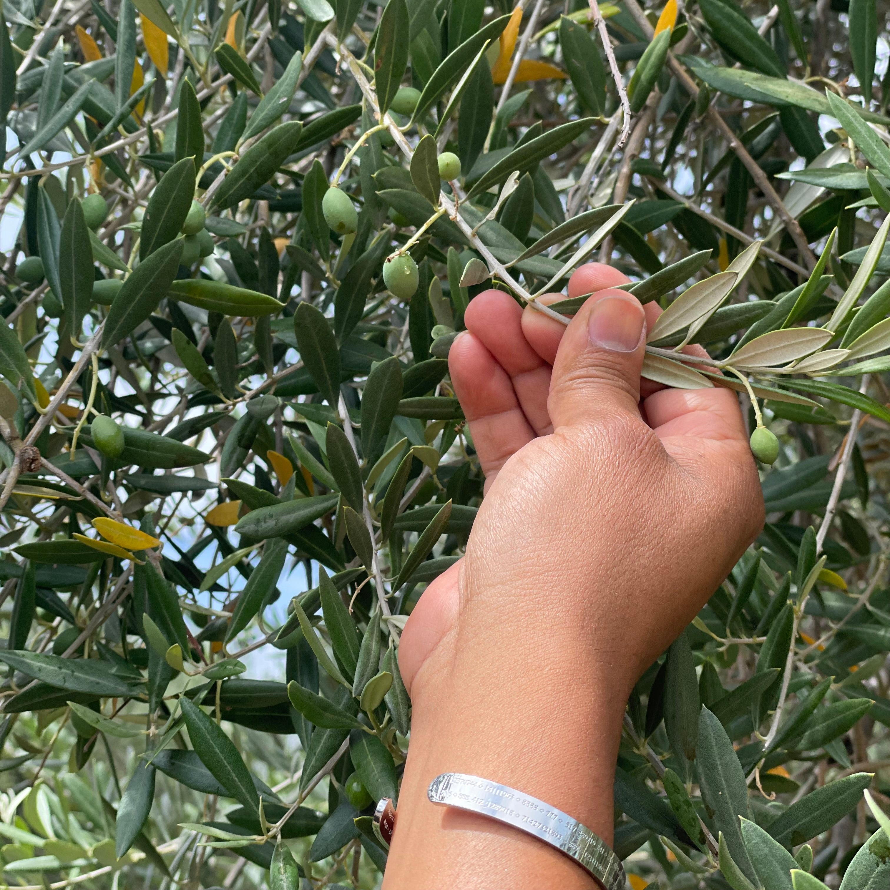 Crop Report, Table Olives June 2024