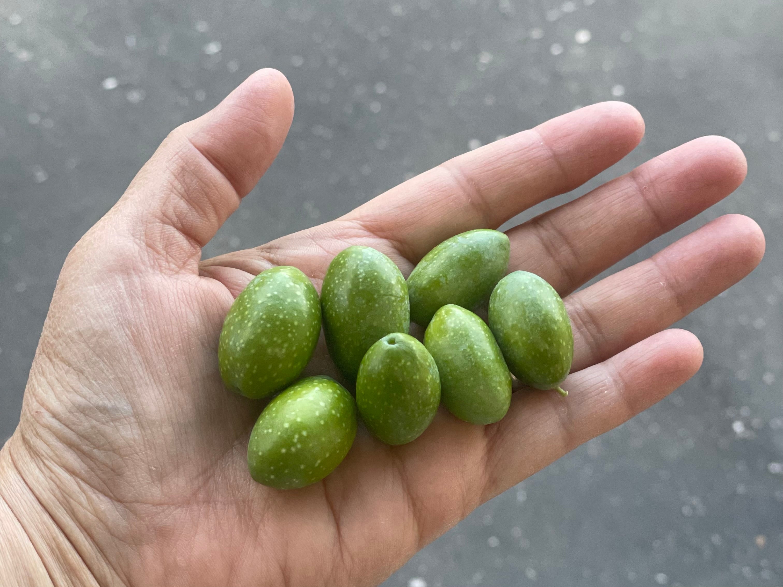 Liz's hand holds 7 immature Sevillano Olives mid August 2024