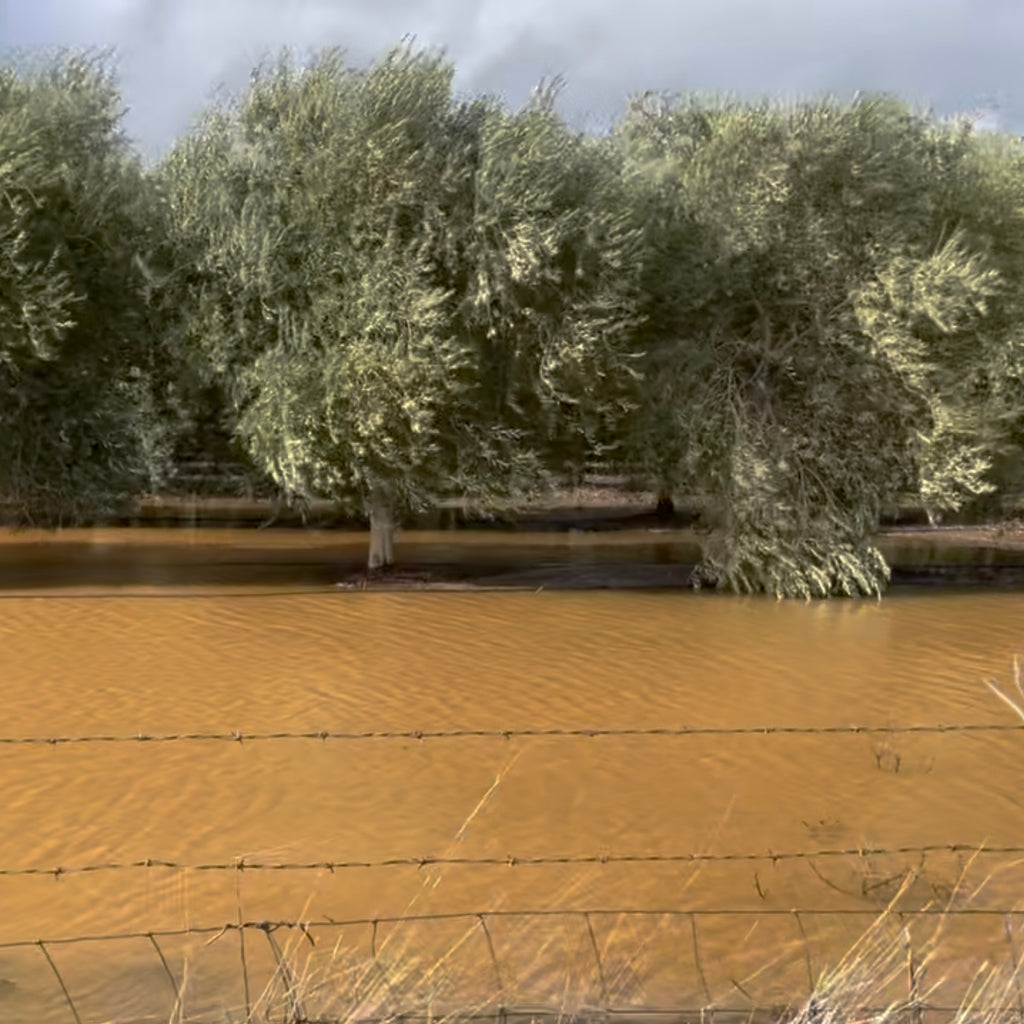 Ascolano trees in water after winter storms