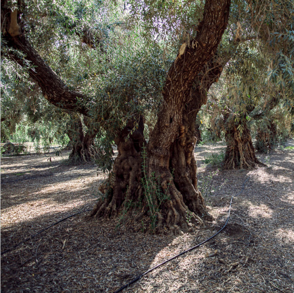 One of thousands remaining "Century" Sevillano trees in Corning, CA