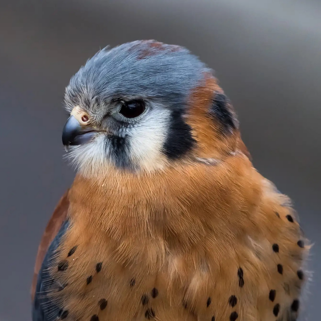 Close up head and shoulders of an American Kestrel at rest.