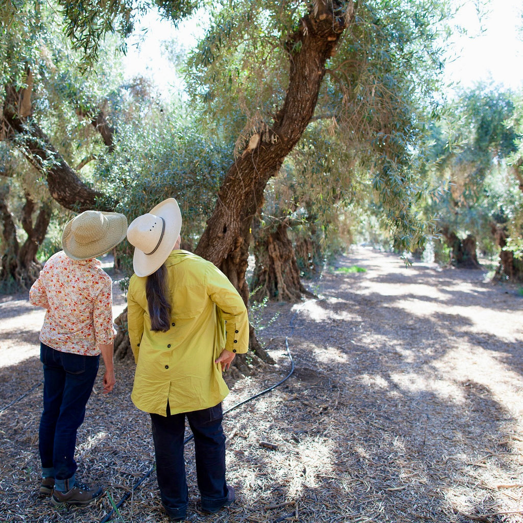 Liz and Patty inspect a heavily pruned century old Sevillano tree in the Love Orchard, Corning