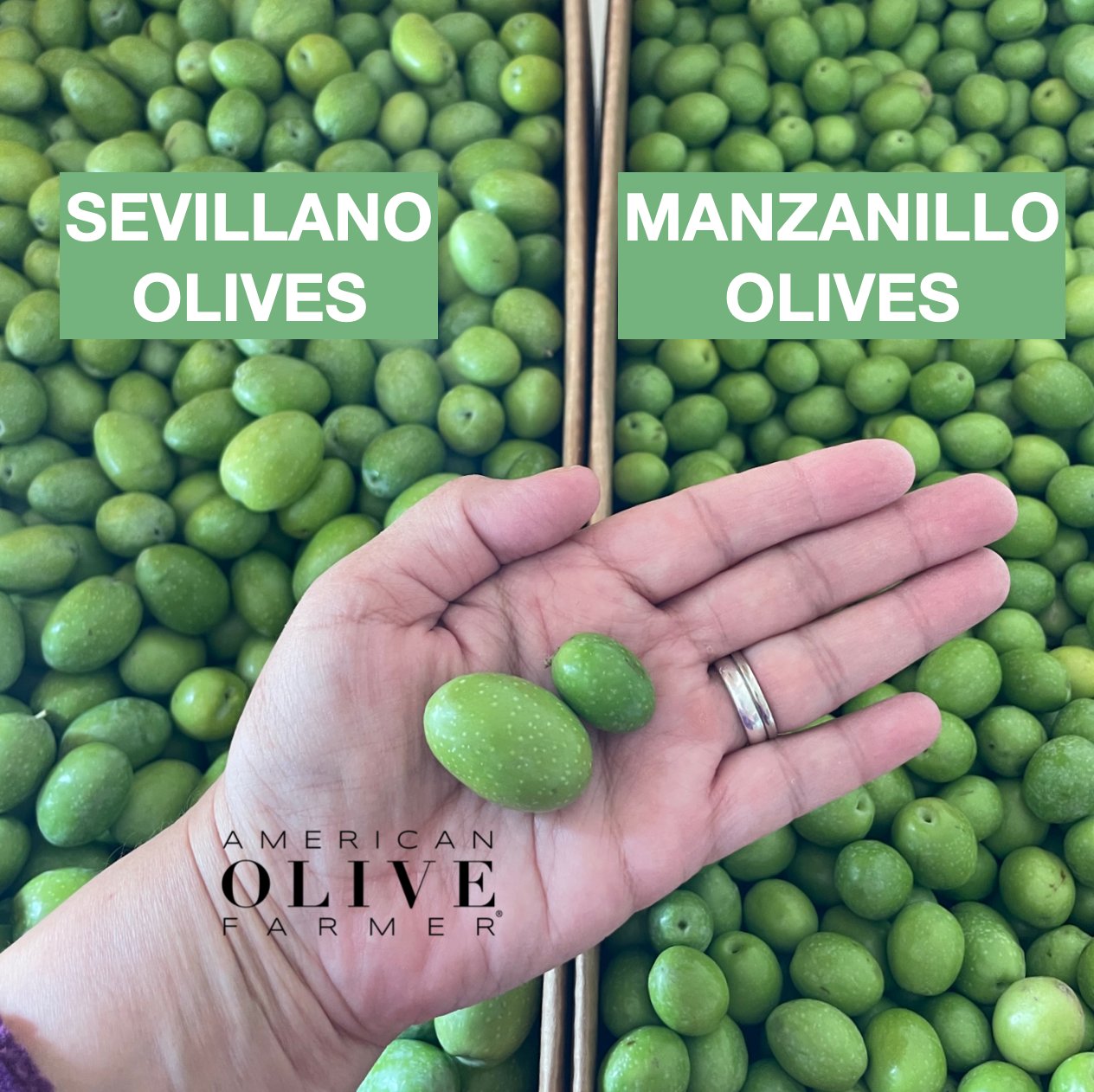 A woman's hand is open with a giant Sevillano and medium sized Manzanillo olive in her palm. Full boxes of both varieties are in the background.