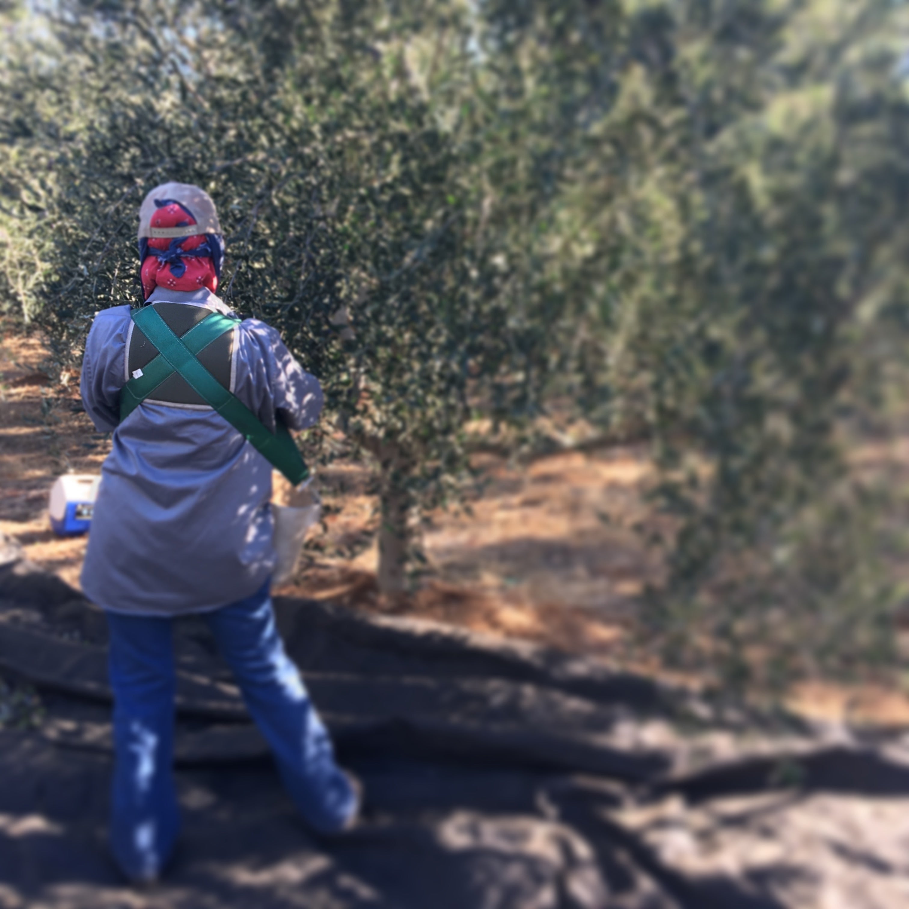 Farm worker harvests olives by hand for American Oliver Farmer