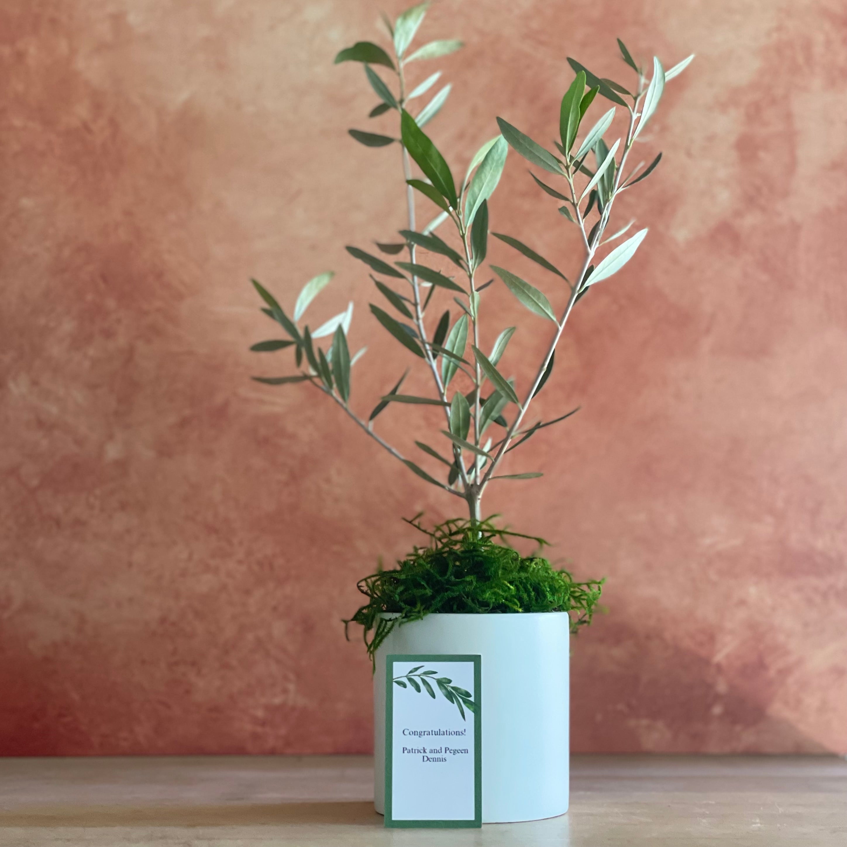 A healthy 16" olive tree sapling in a handsome ceramic cachepot is shown with a gift tag on a potting bench.