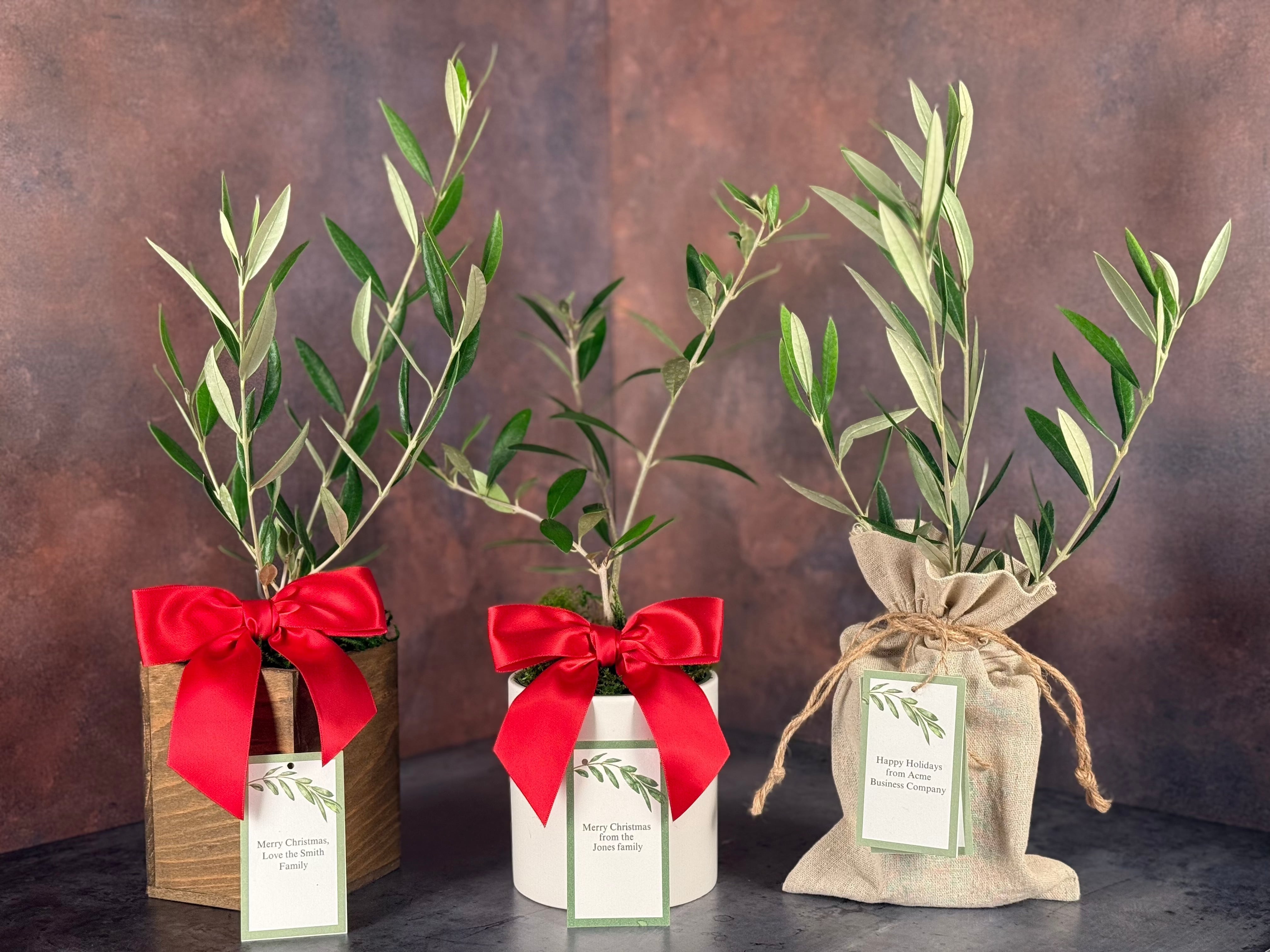 Three olive tree gifts are lined up side by side: one in a rustic wooden cachepot, one in a sleek stoneware cachepot, and one in a simple yet sophisticated linen burlap bag. The two cachepots have festive bows; all three have personalized gift tags.