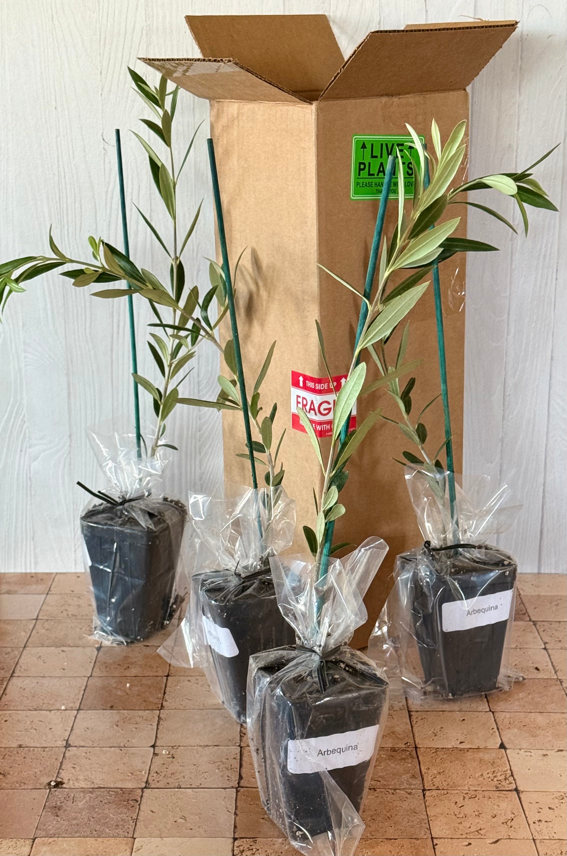 Plants in pots with clear plastic wrap and a cardboard box labeled 'Live Plants' on a tiled floor.