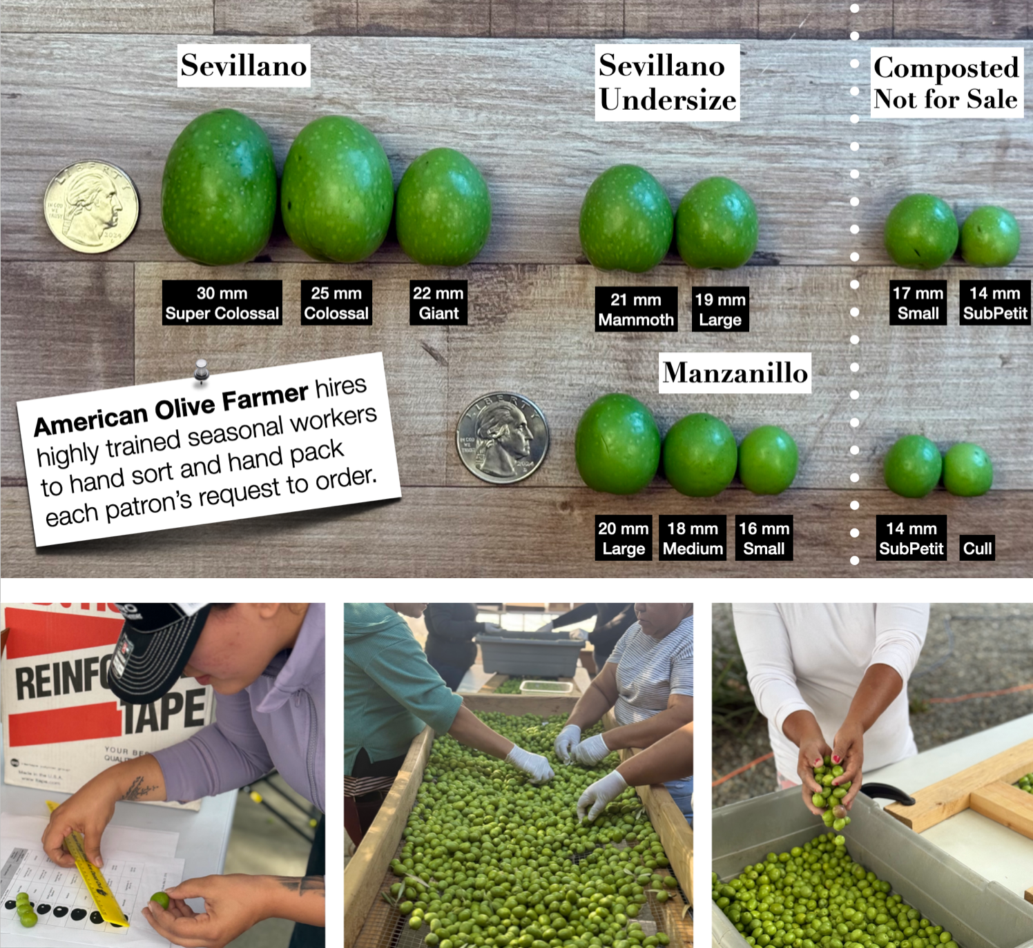 Chart comparing different types of olives with measurements and a collage of people sorting olives.