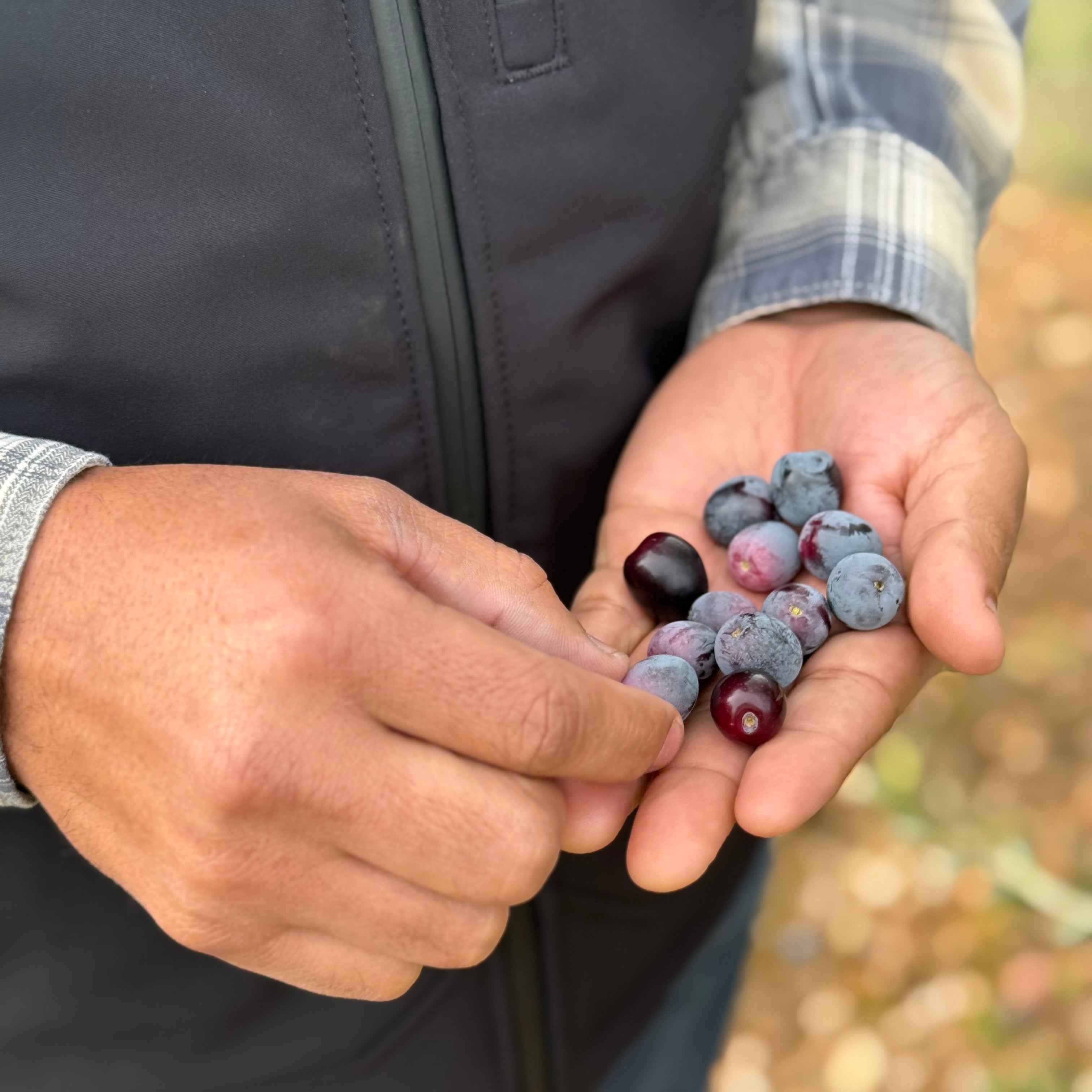 Person holding a small pile of ripe arbequina olives in their hand with a blurred natural background