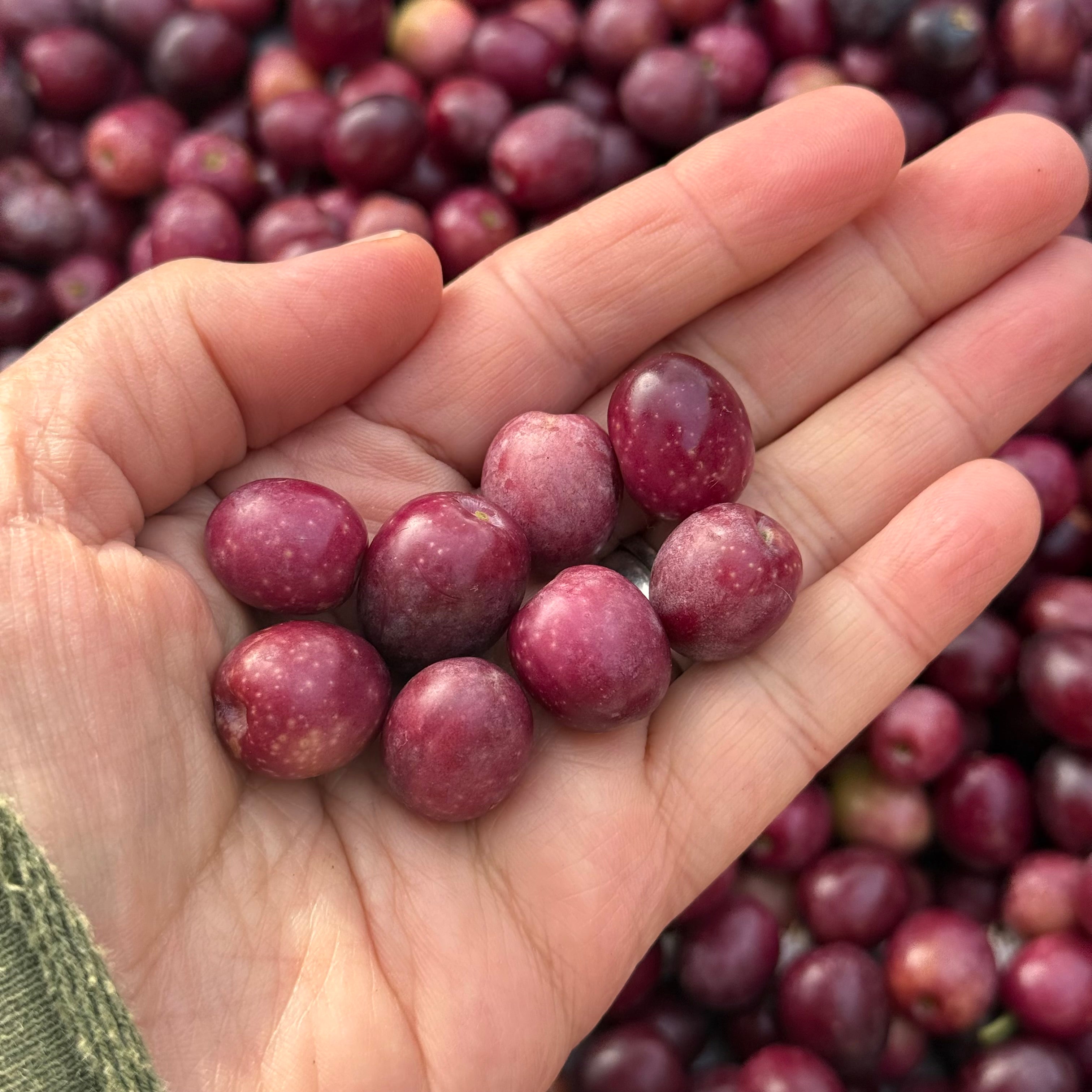 A close-up of a hand holding several small, round, dark red-purple olives, with more of the same olives piled in the background.