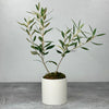 18 month old olive sapling shown in white cachepot on plain background. This particular tree shows 2 main branches with 3 branchlets on each, however, each tree is unique.