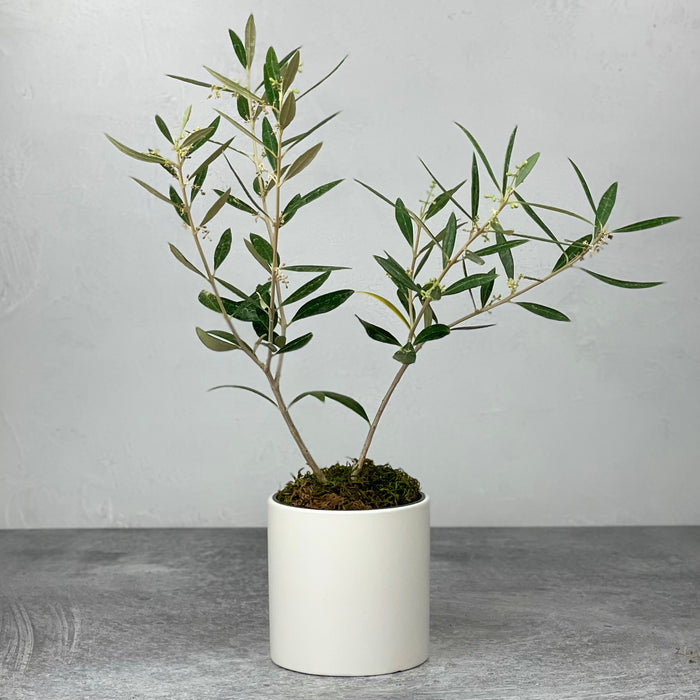 18 month old olive sapling shown in white cachepot on plain background. This particular tree shows 2 main branches with 3 branchlets on each, however, each tree is unique.