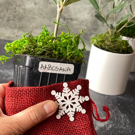 Liz holds an Arbosana sapling partially removed from the burlap bag. A snowflake decoration is being held by her thumb. One of the white cachepots (unrelated) is in the background.