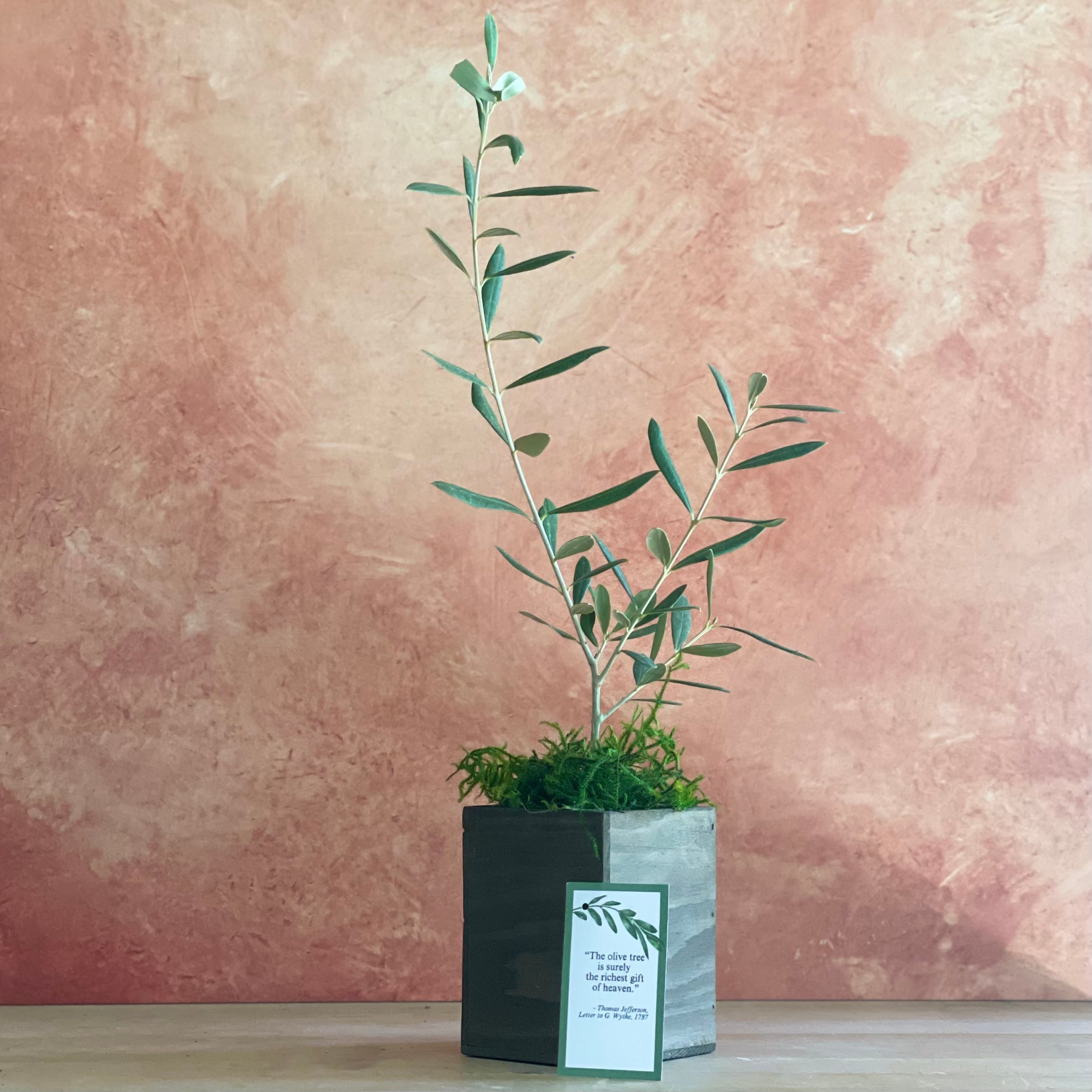 Olive tree sapling in a wooden cachepot on a workbench. A gift message with a Jefferson quote is shown nearby.