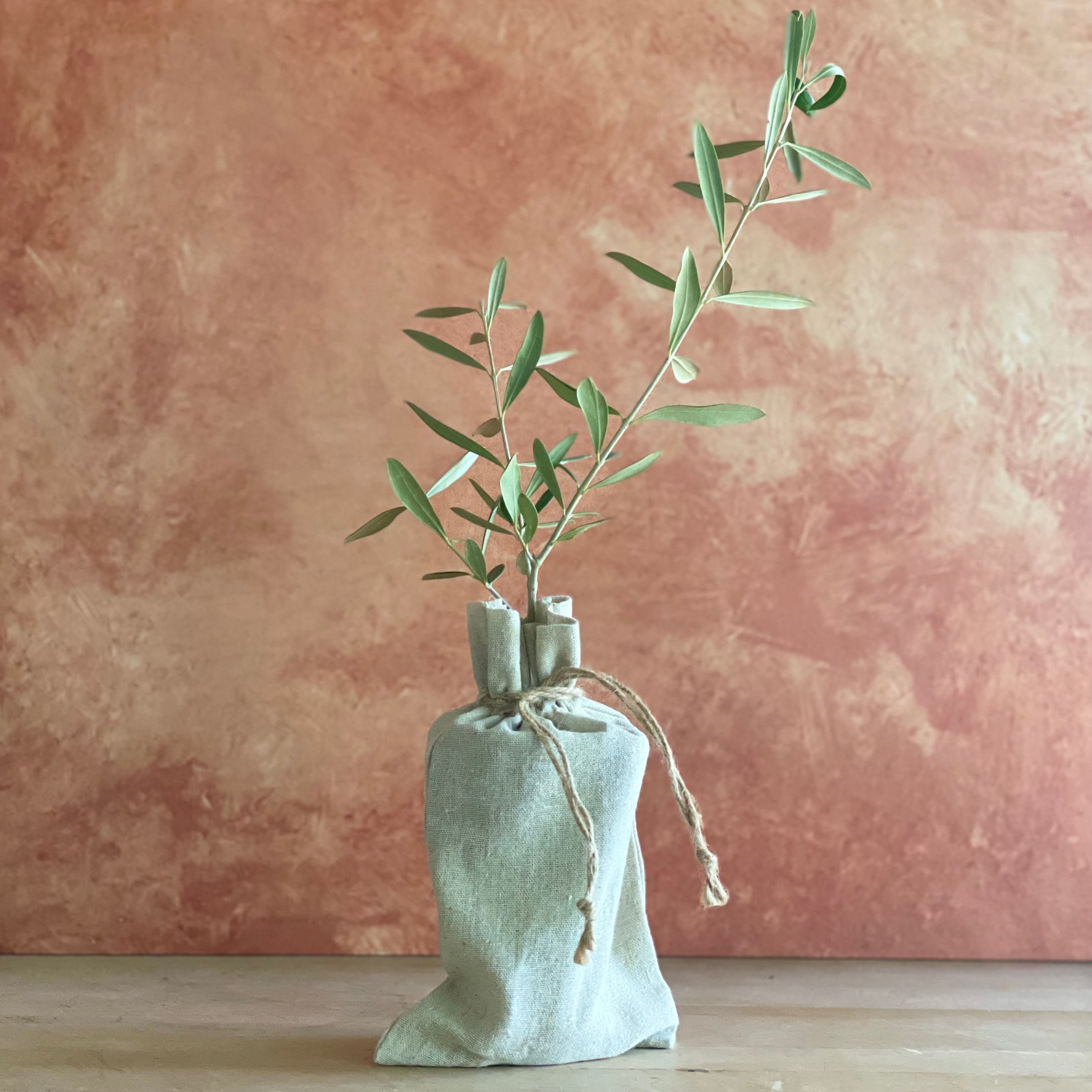 Olive tree sapling shown in a burlap bag on a workbench.