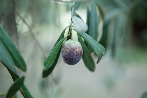 A single large variegated Sevillano olive hangs suspended from a branch in 120 year old Corning orchard