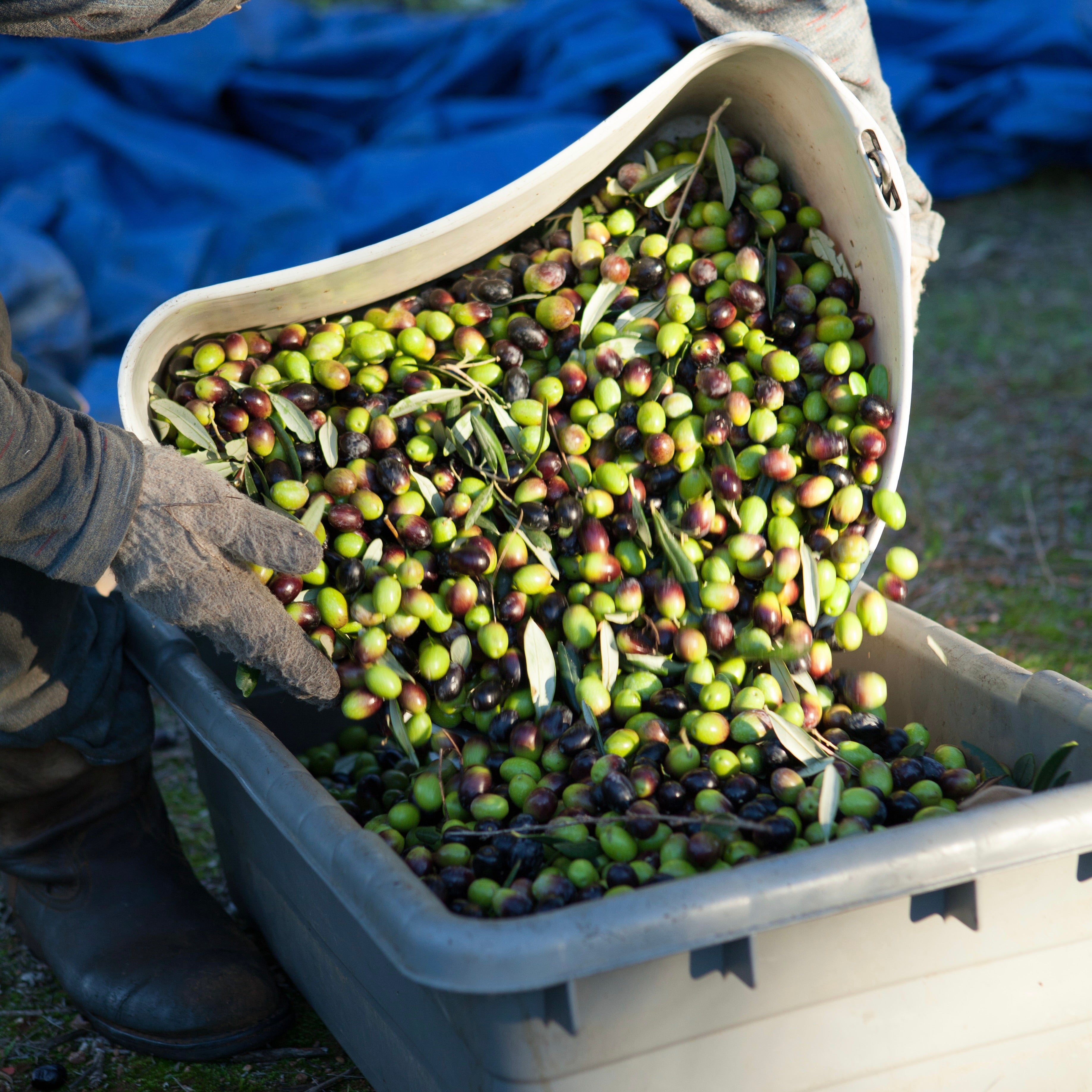 Container filled with green and black olives is poured into a larger box by a person wearing gloves.